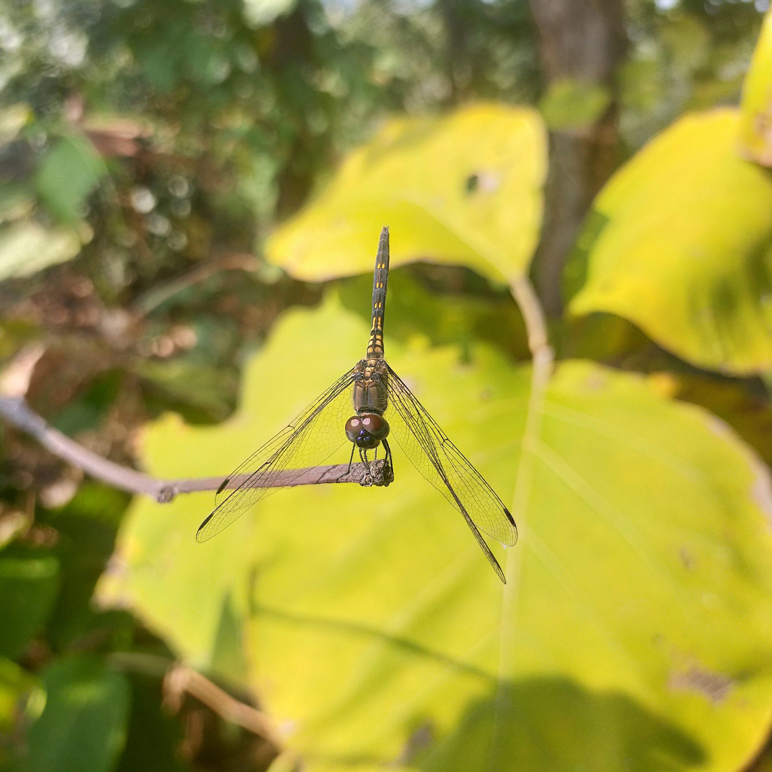 A dragonfly on a twig