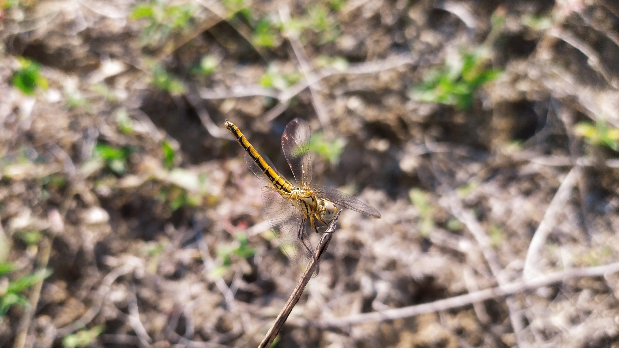 A dragonfly on a twig