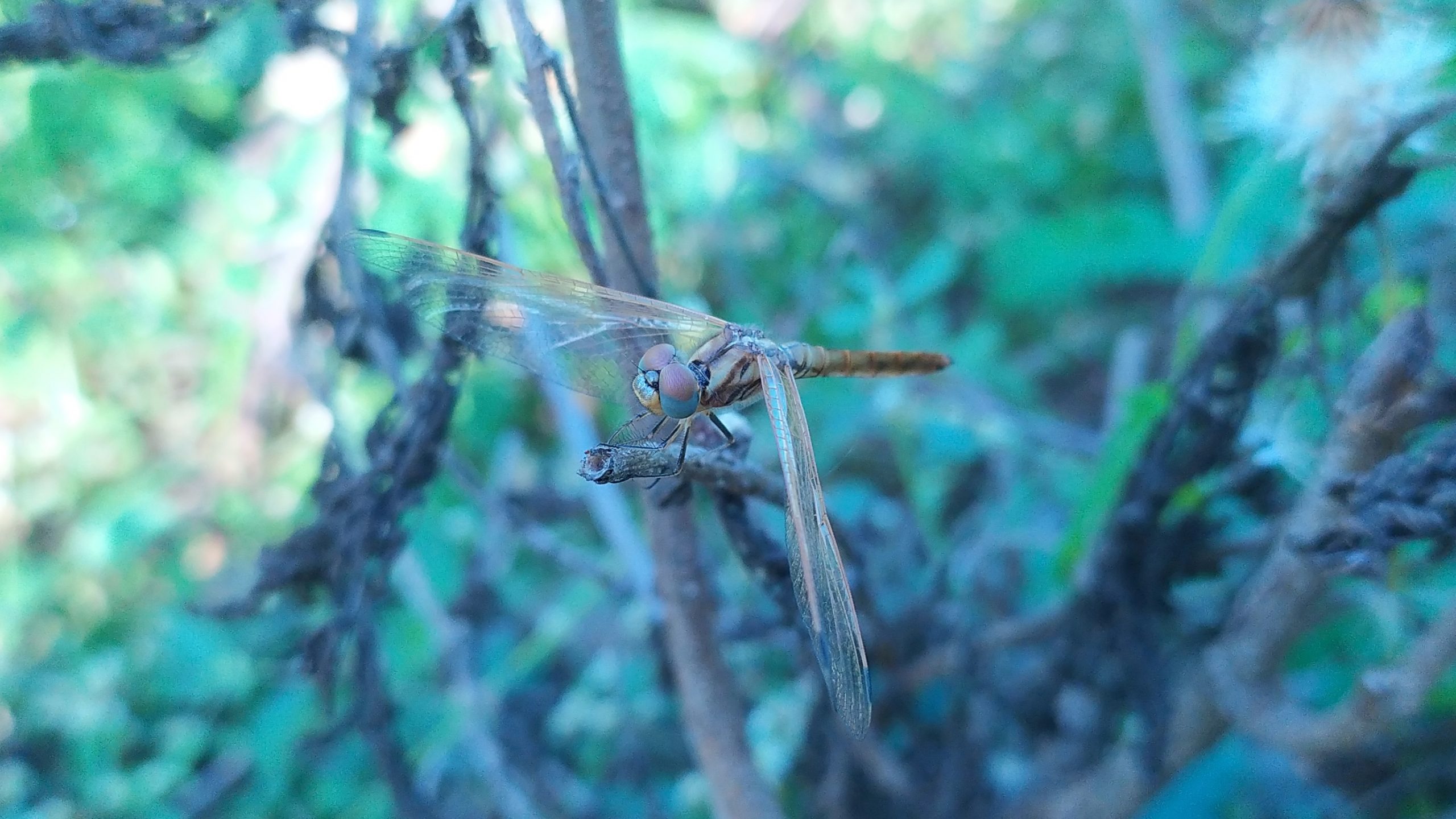 A dragonfly on plant leaf