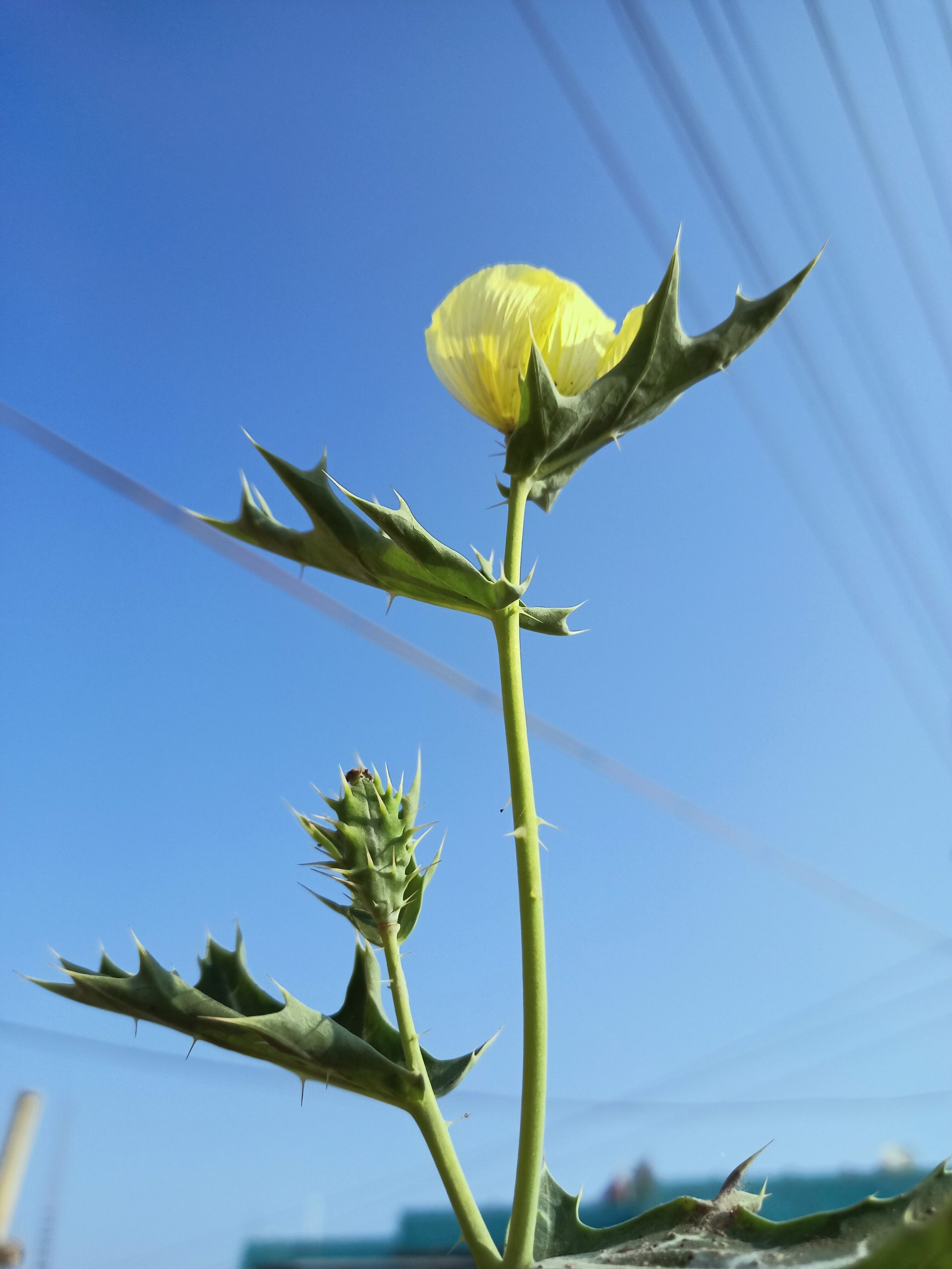 A flowering plant