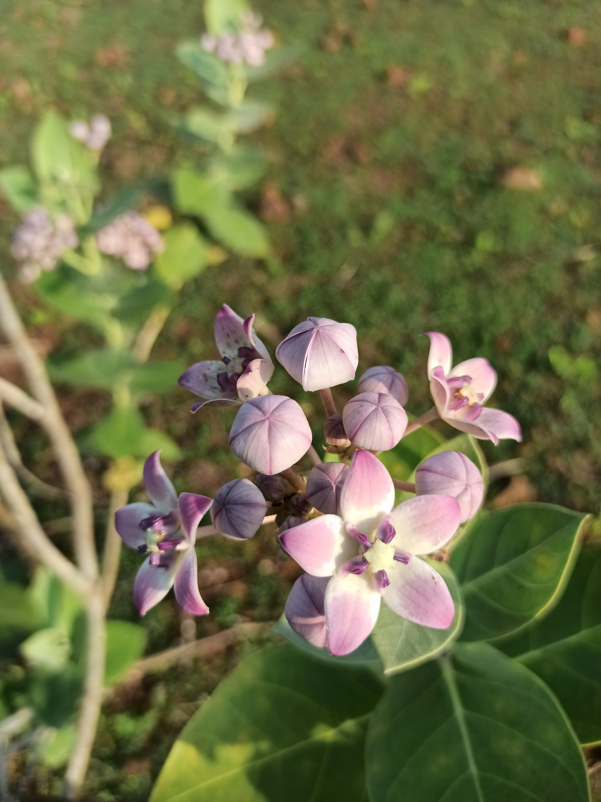 A flowering plant