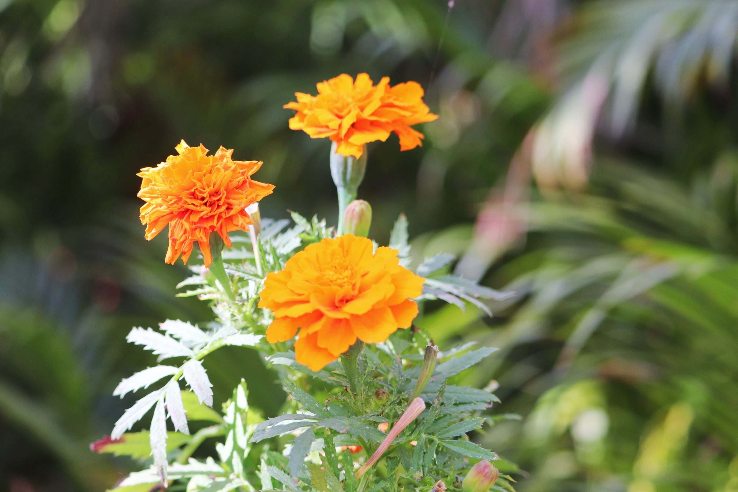 A flowering plant