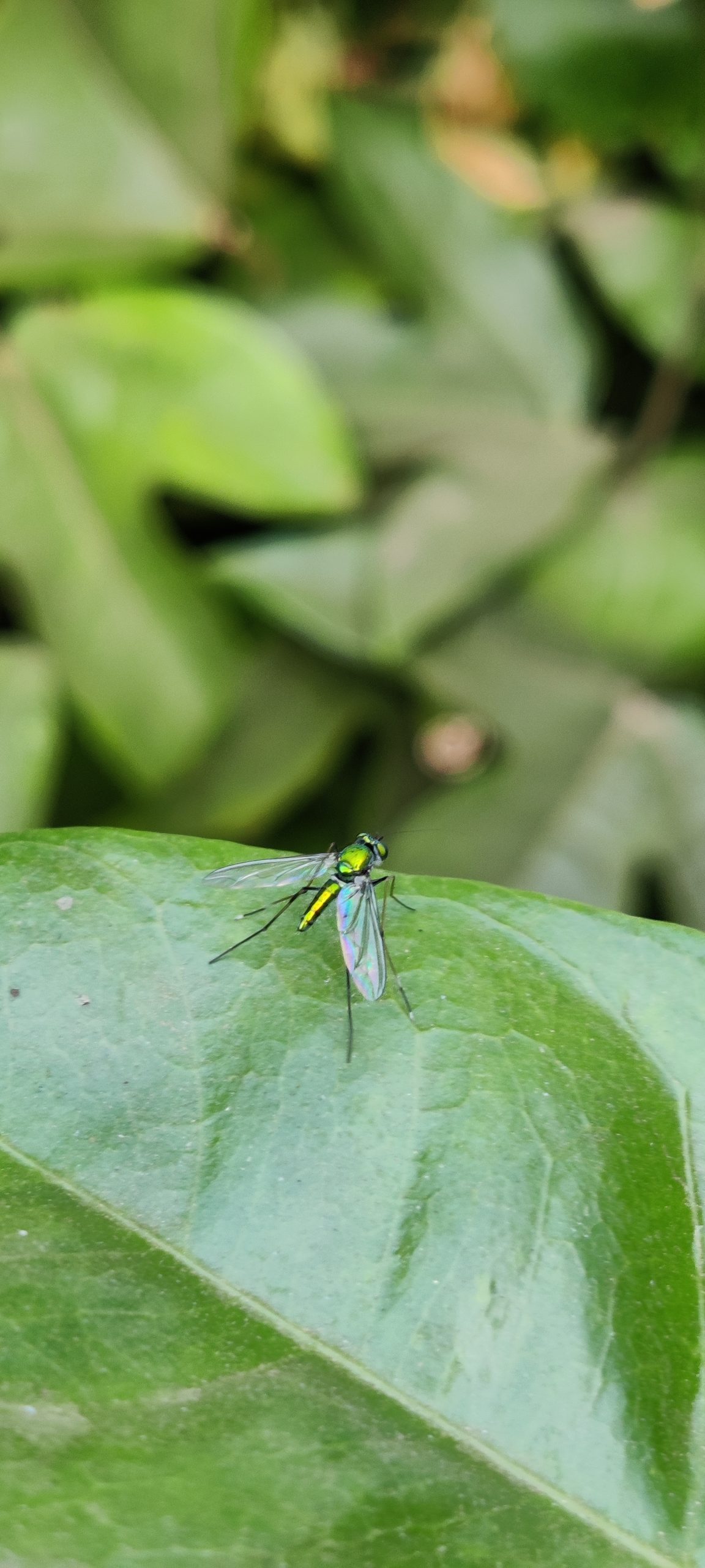 A fly on a leaf