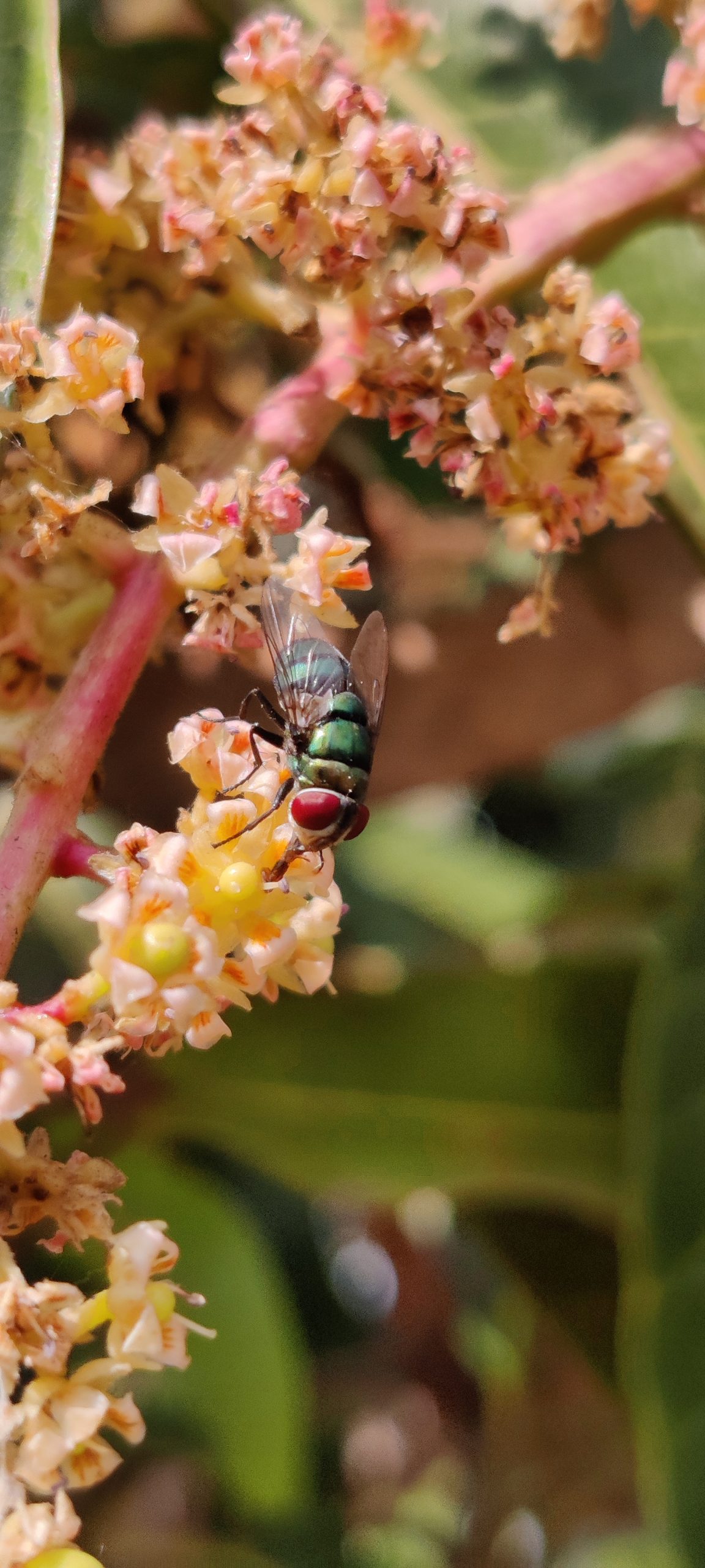 A fly on a plant