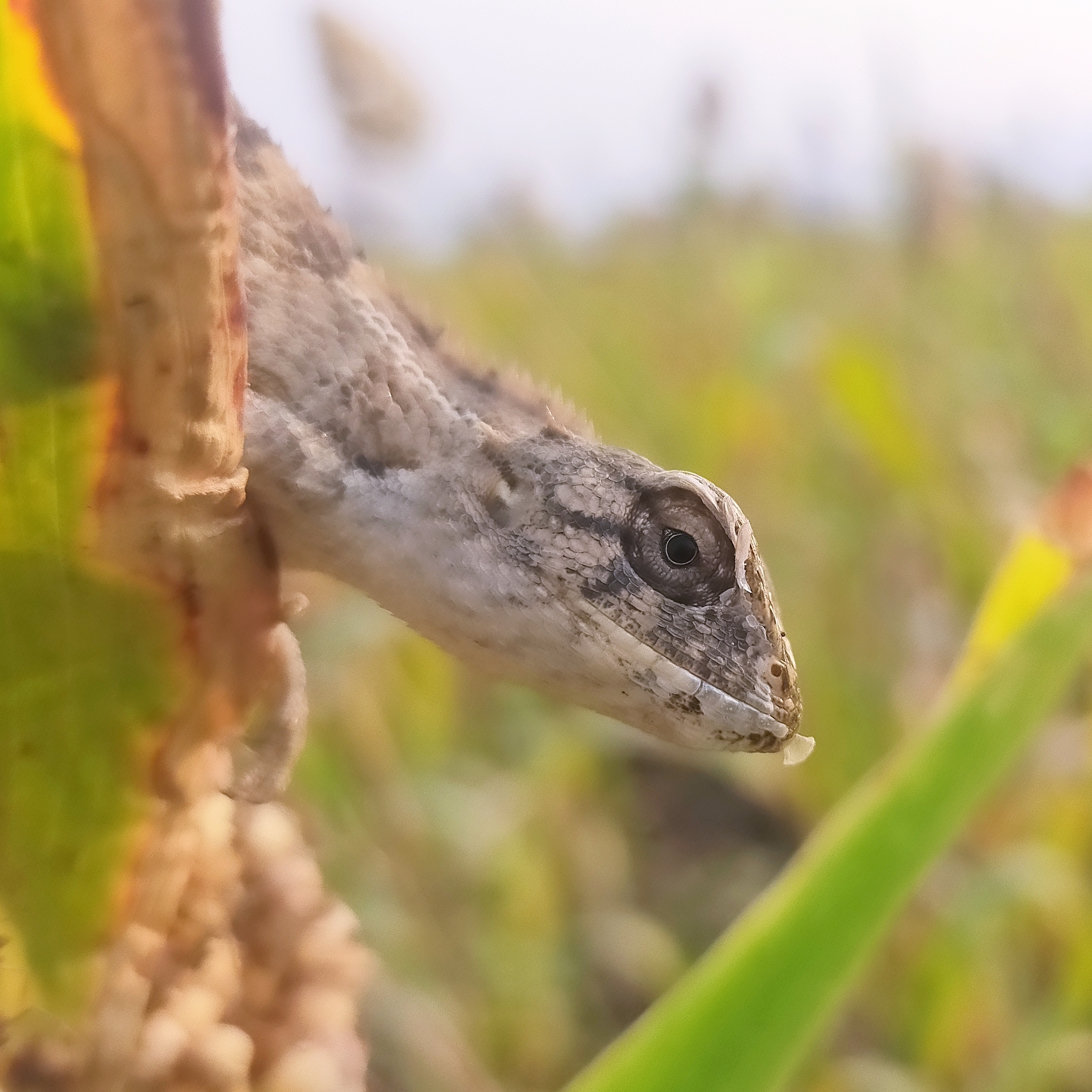 Close-up of lizard in the garden