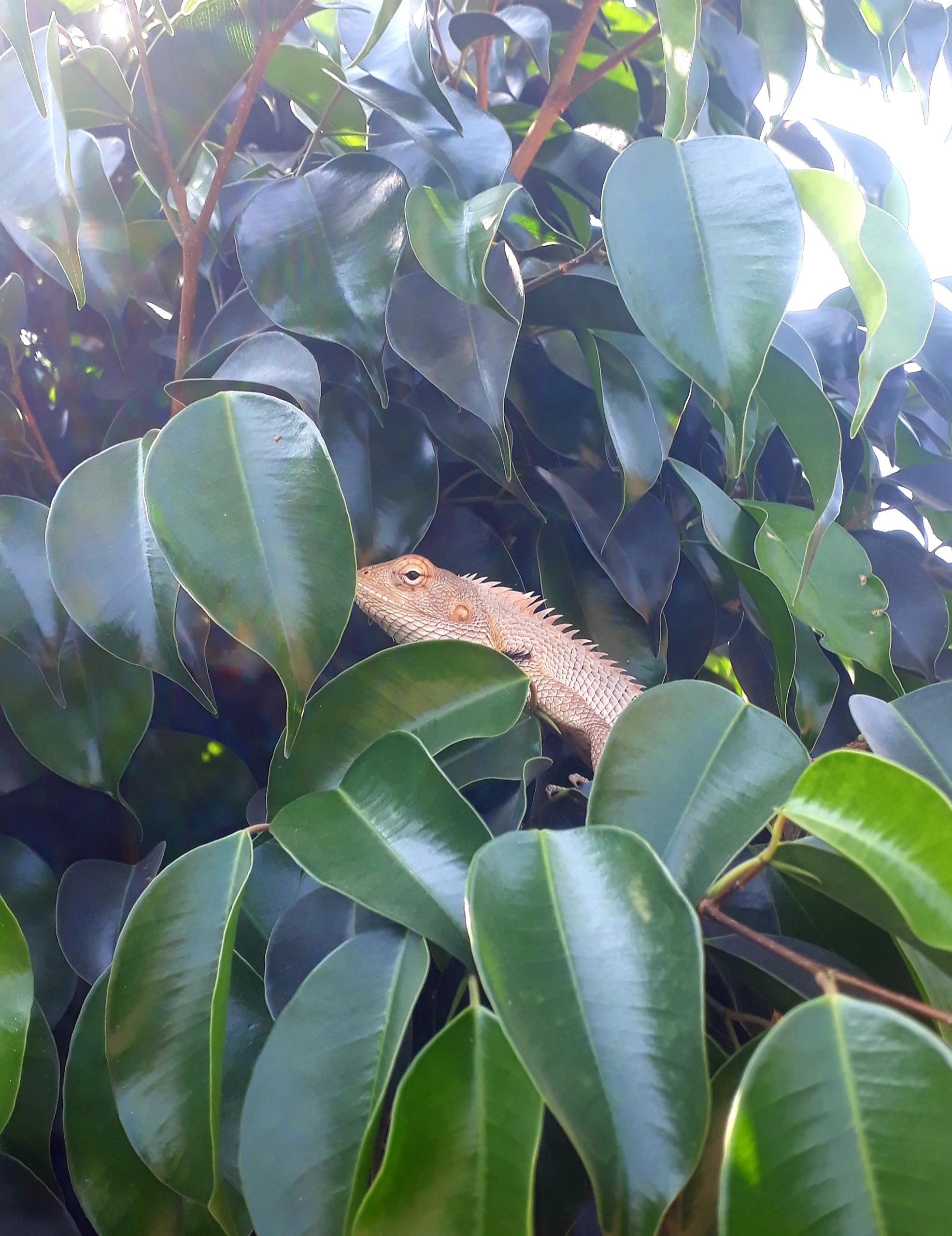 A garden lizard in a plant leaves