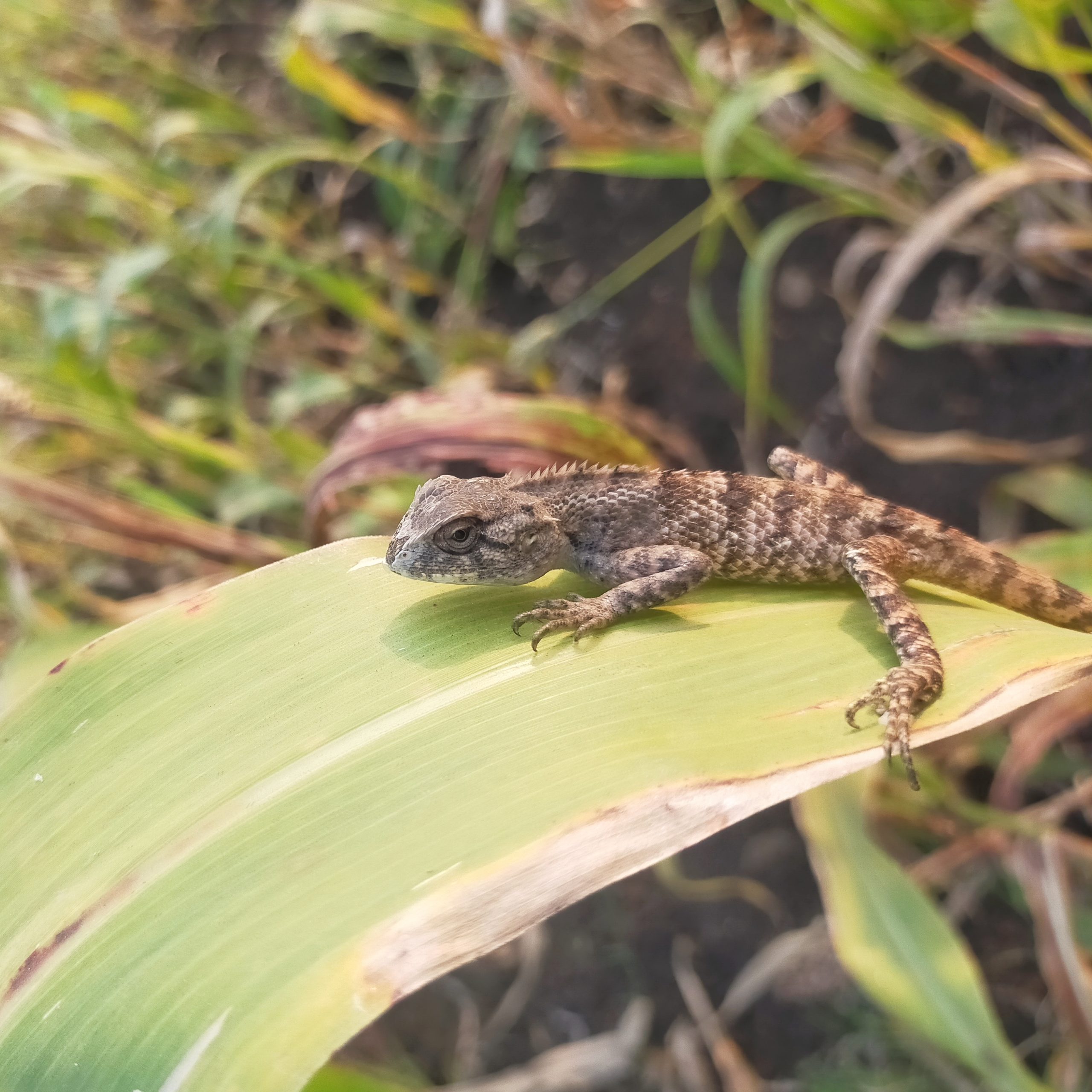 A garden lizard on a leaf