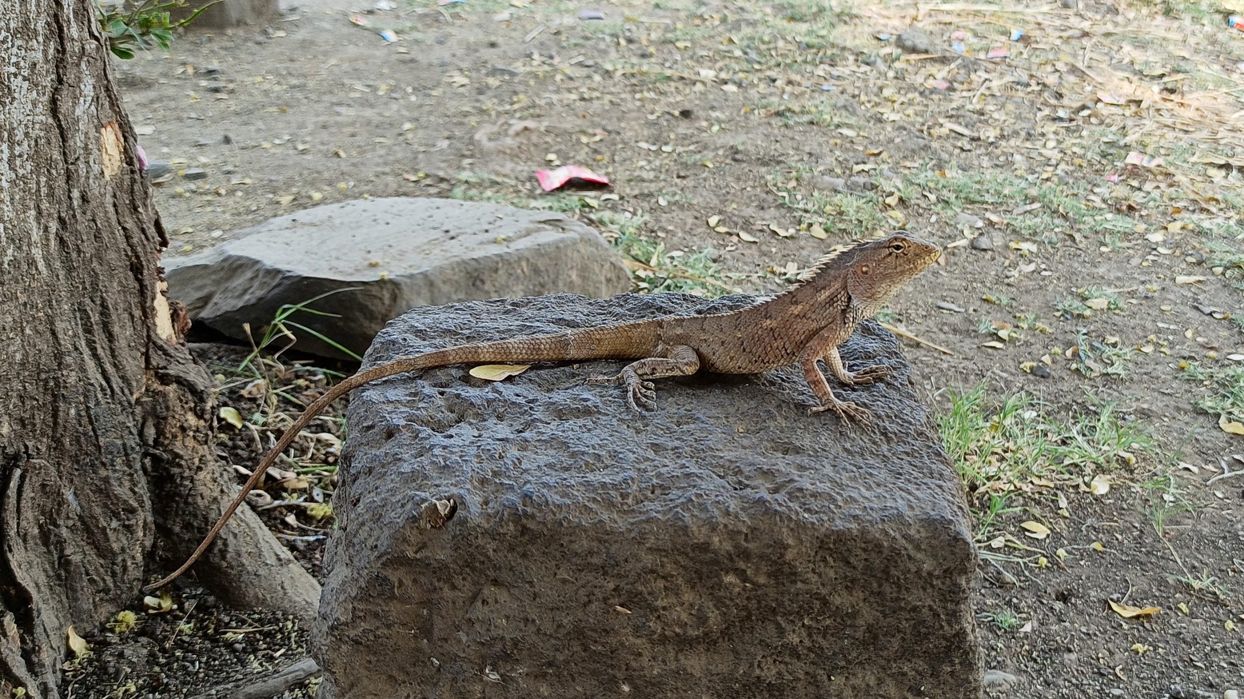 A garden lizard on a stone