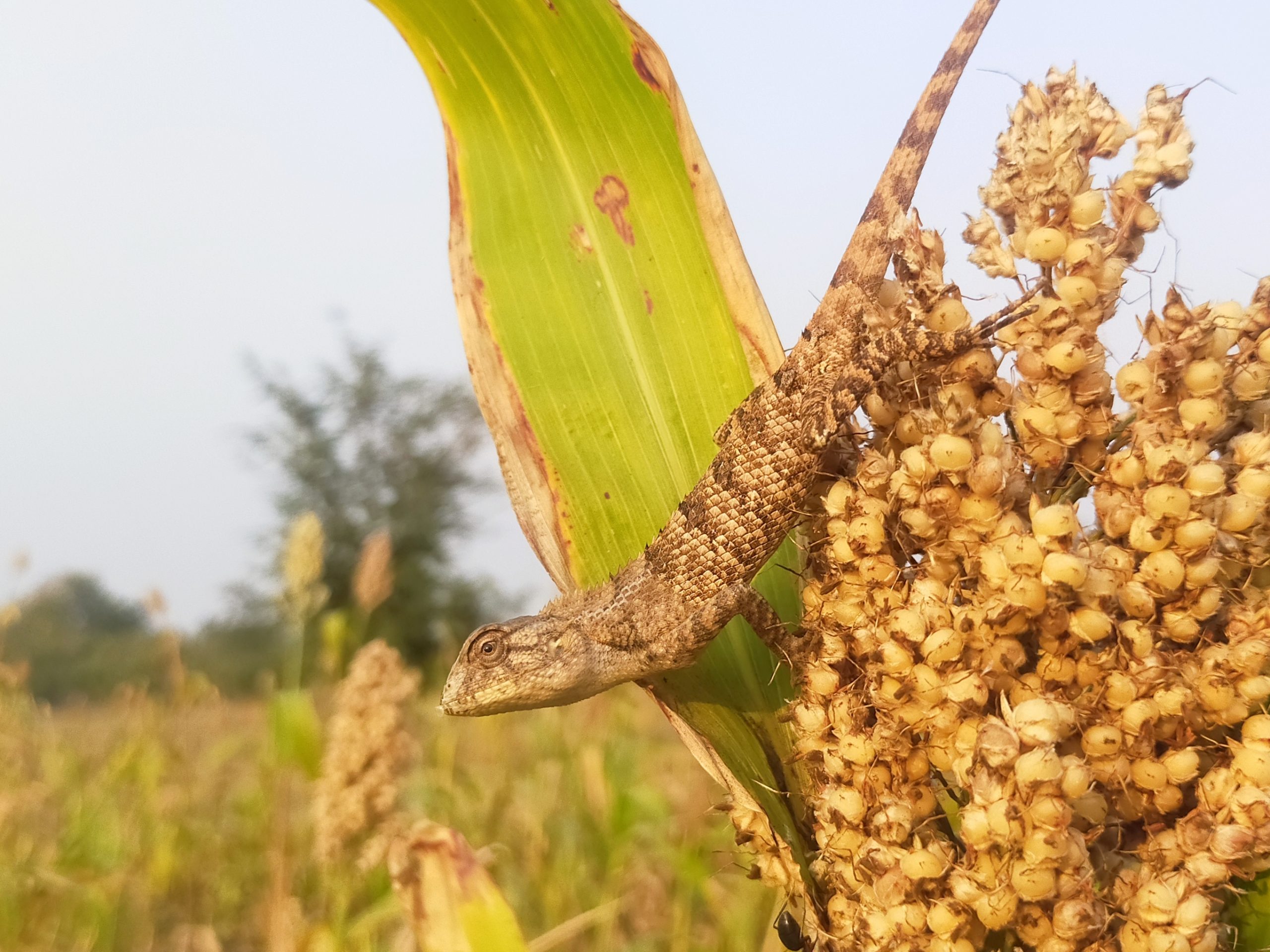 A garden lizard on the Jawar plant