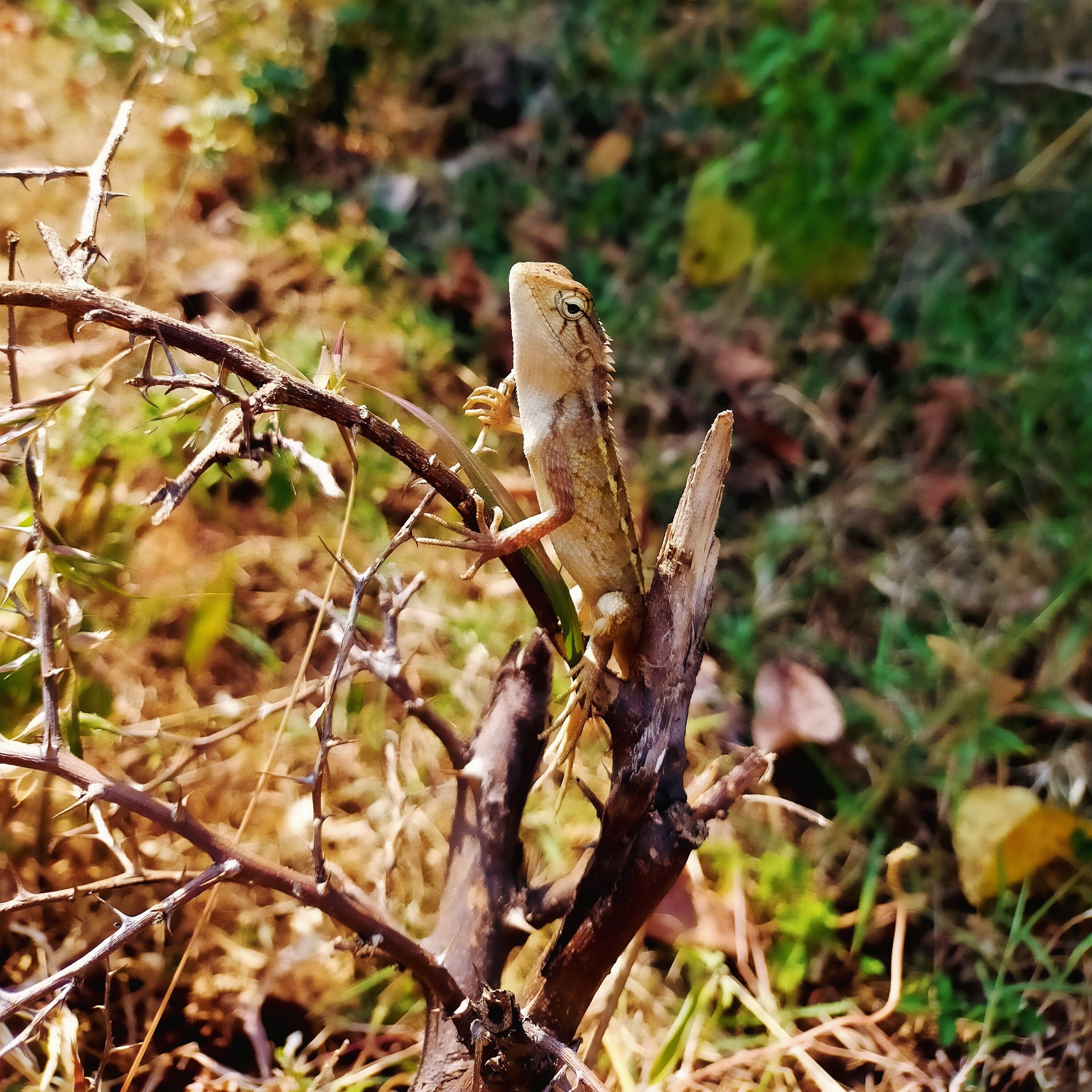 A garden lizard on thorny plant
