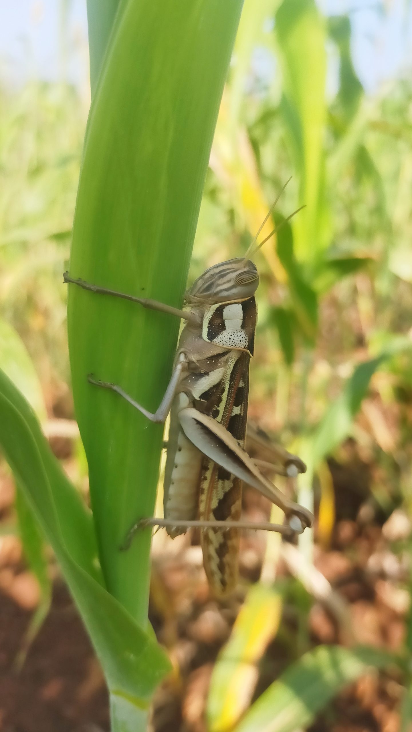 A grasshopper on a leaf