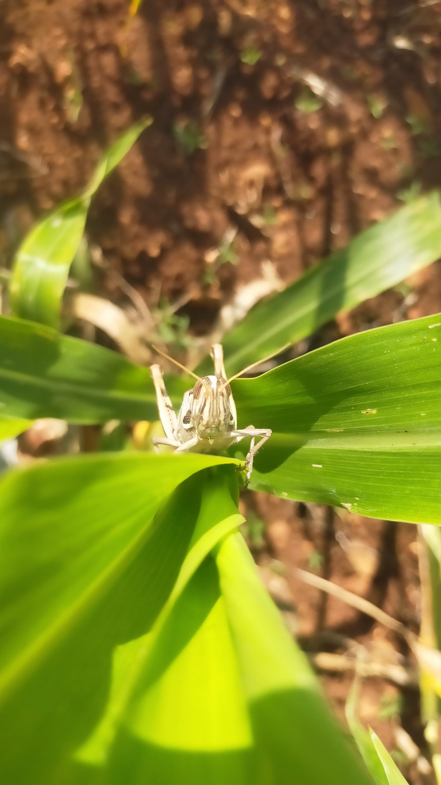 A grasshopper on a leaf