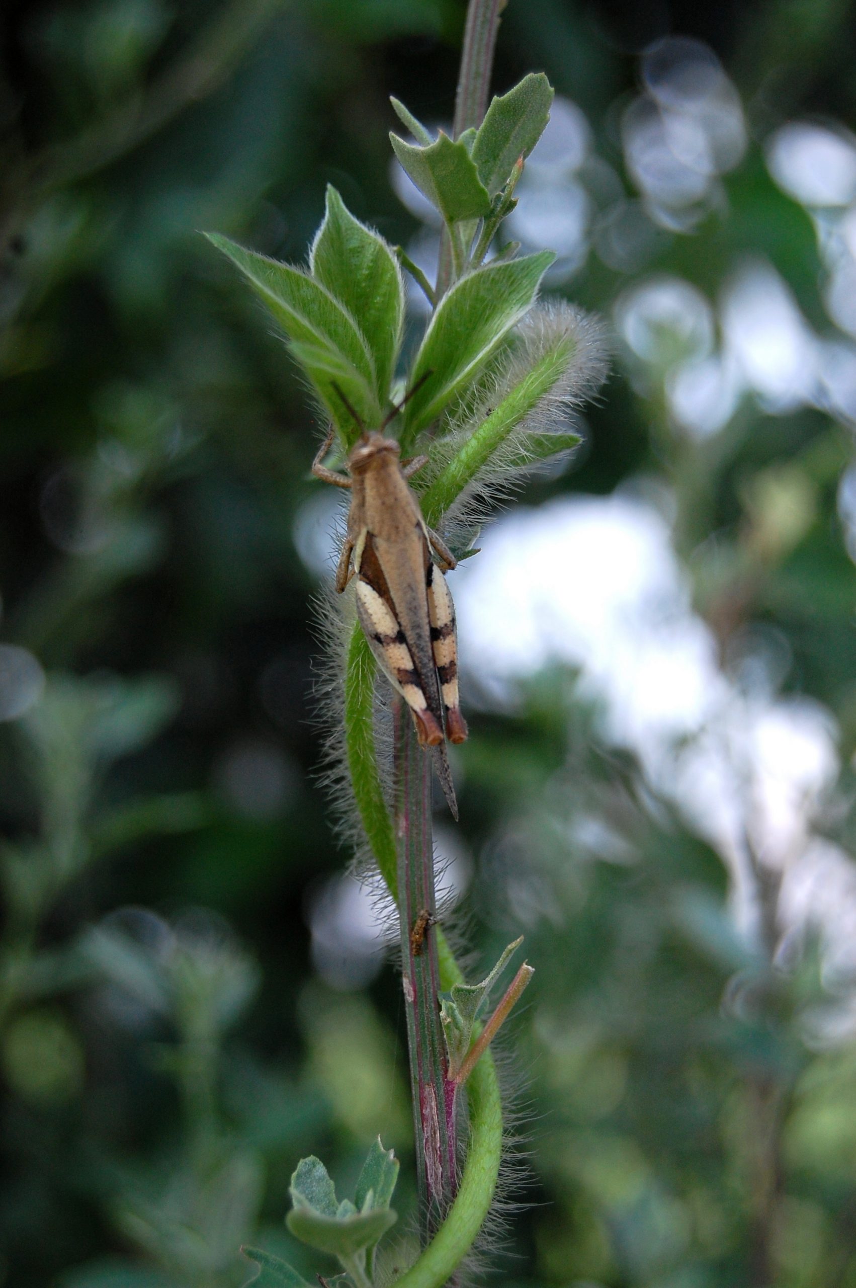 A grasshopper on a plant