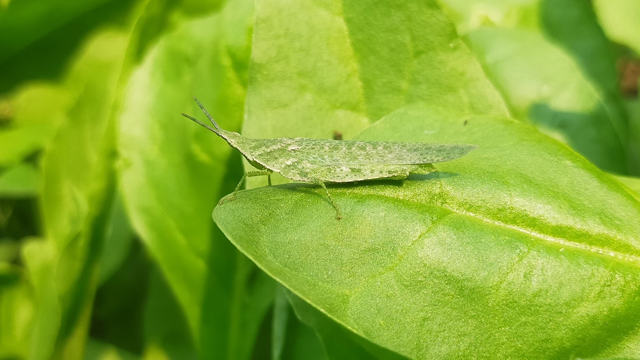 Green grasshopper on leaf