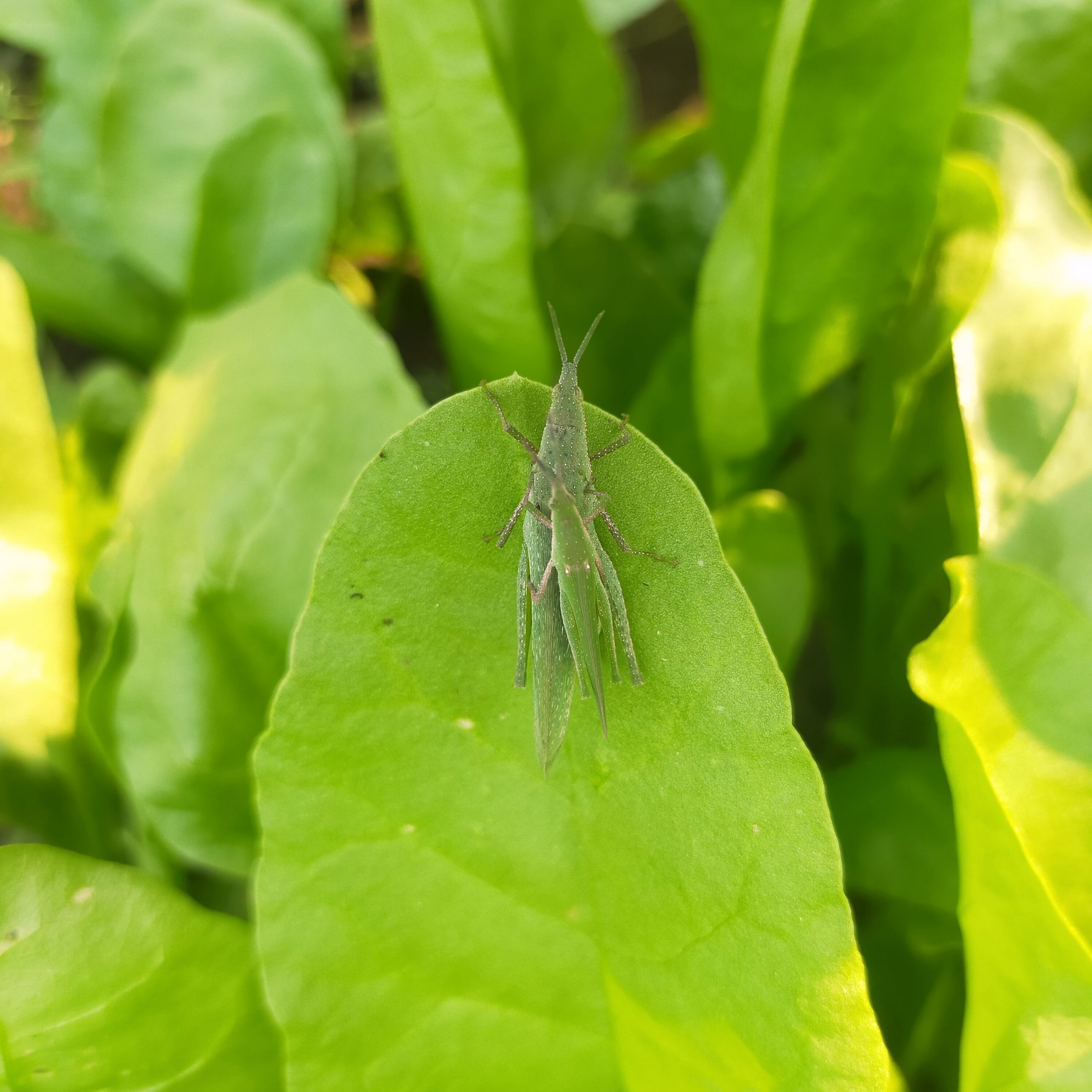 grasshopper on the green leaf