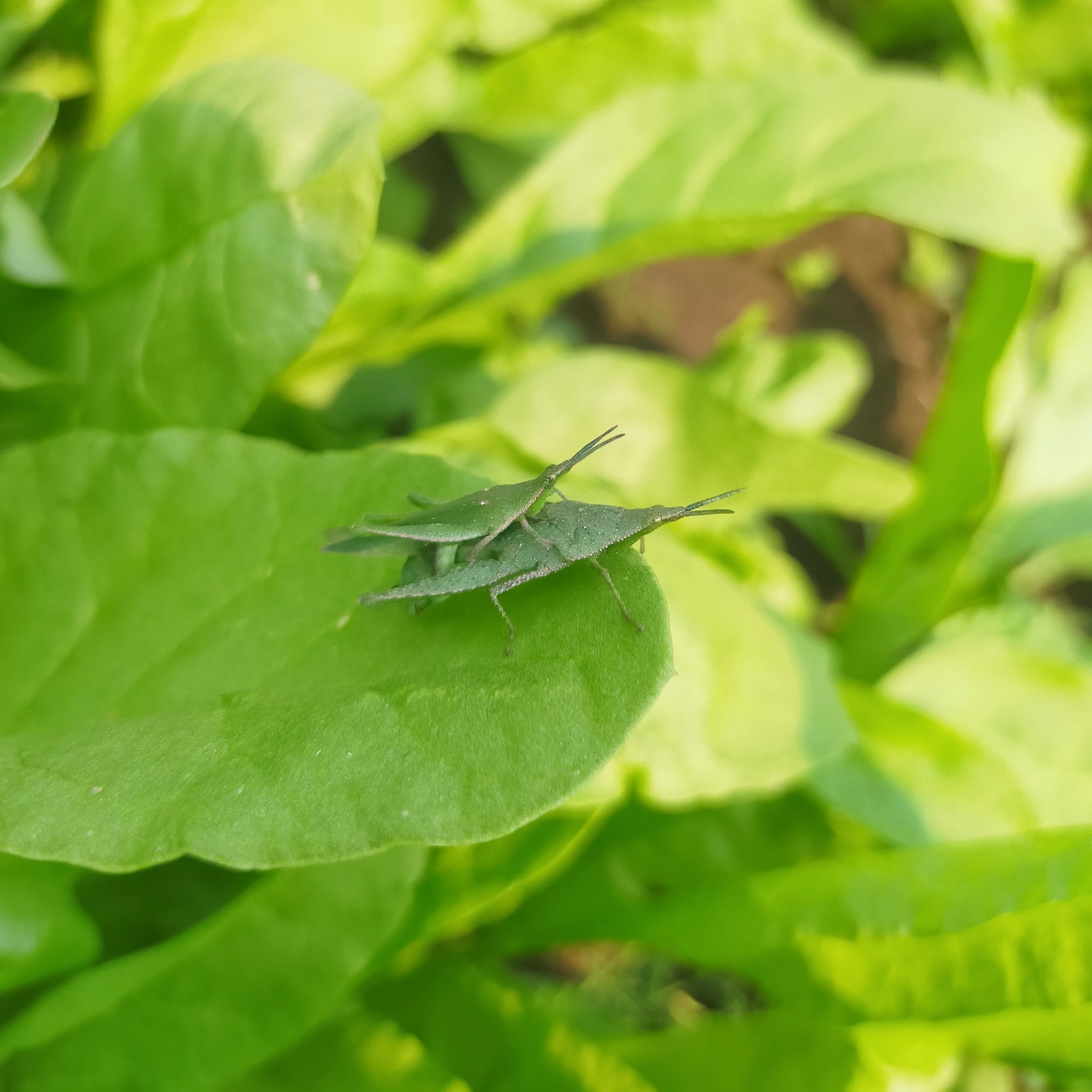 Grasshoppers on a leaf