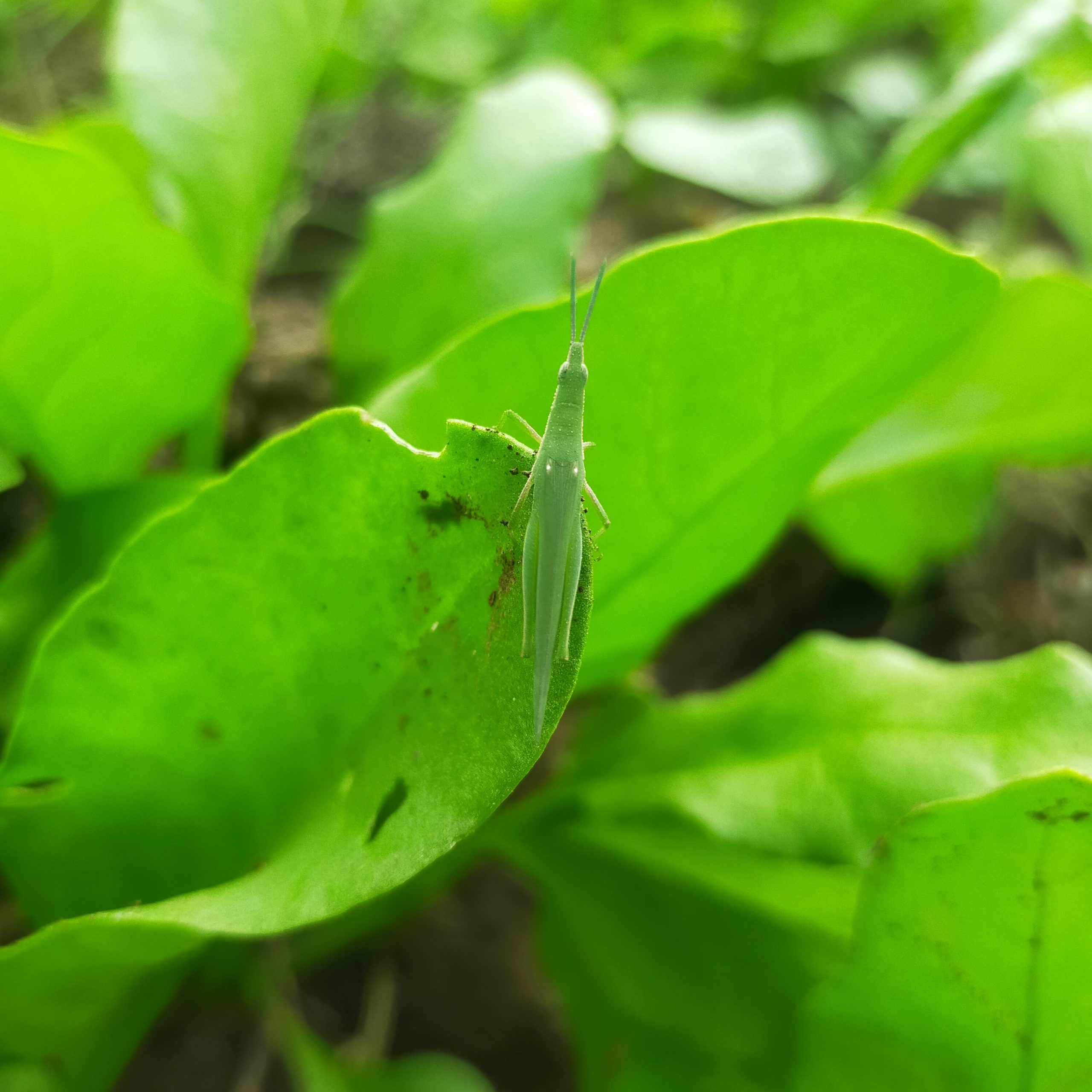 A grasshopper sitting on leaf