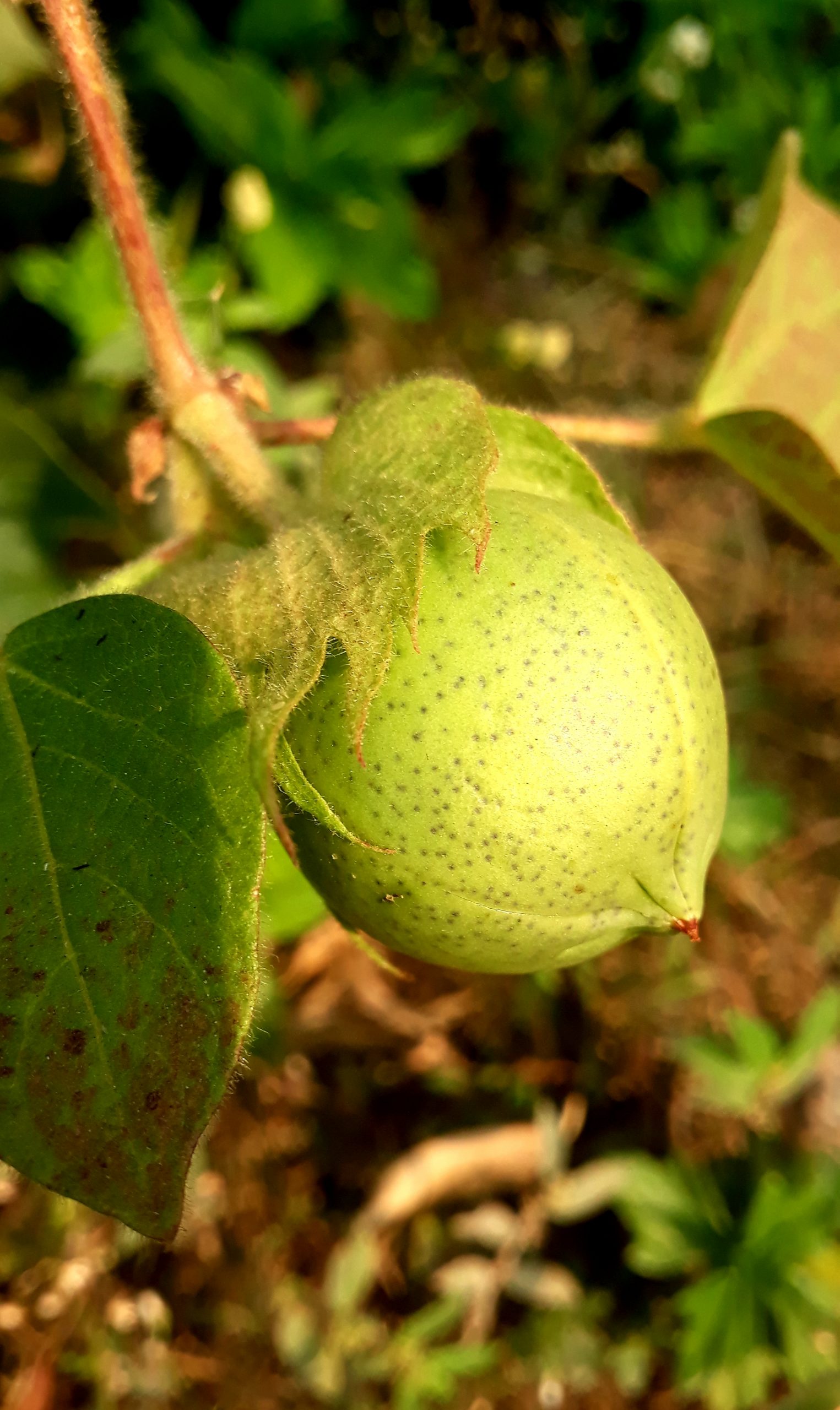 A green fruit
