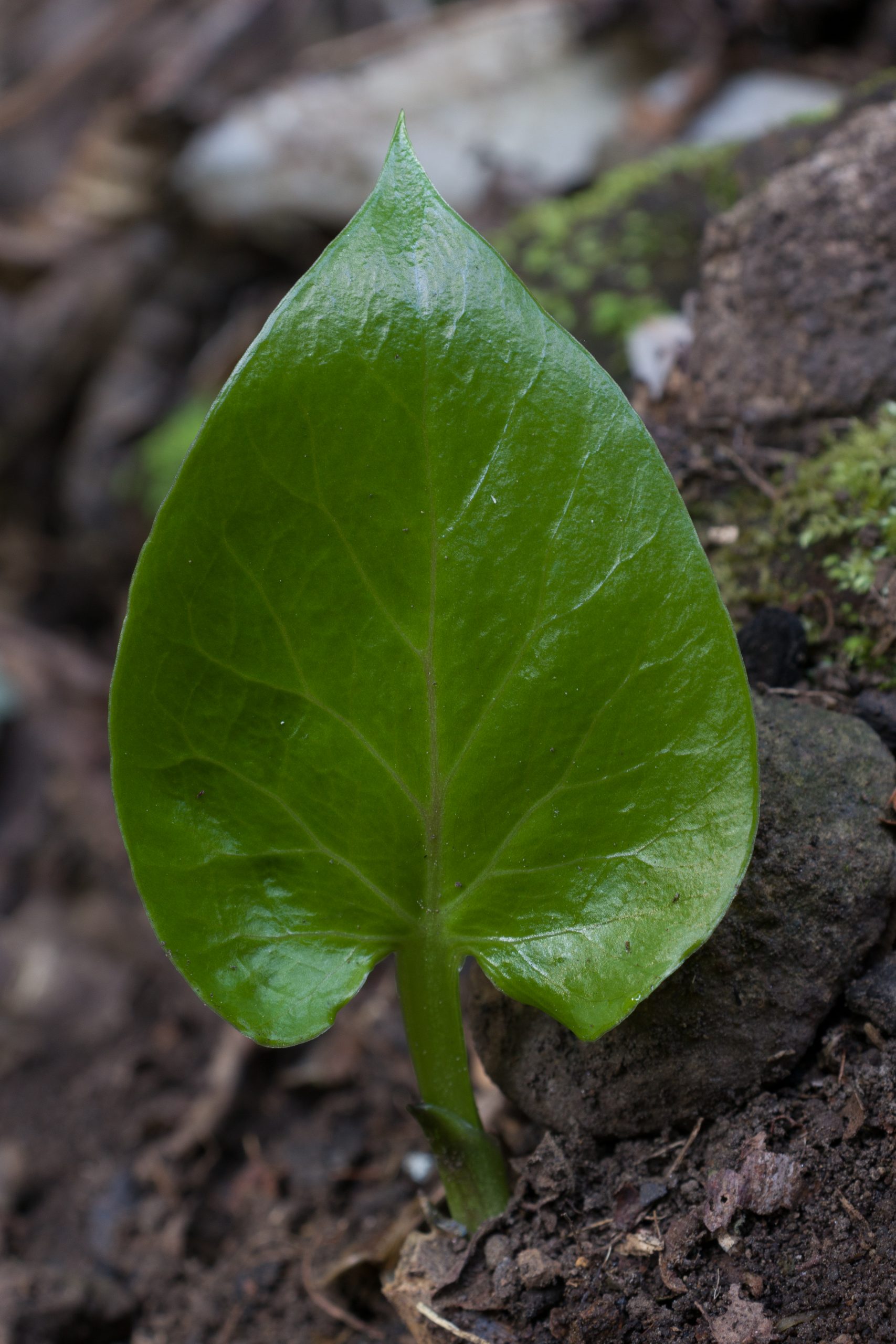 A green leaf