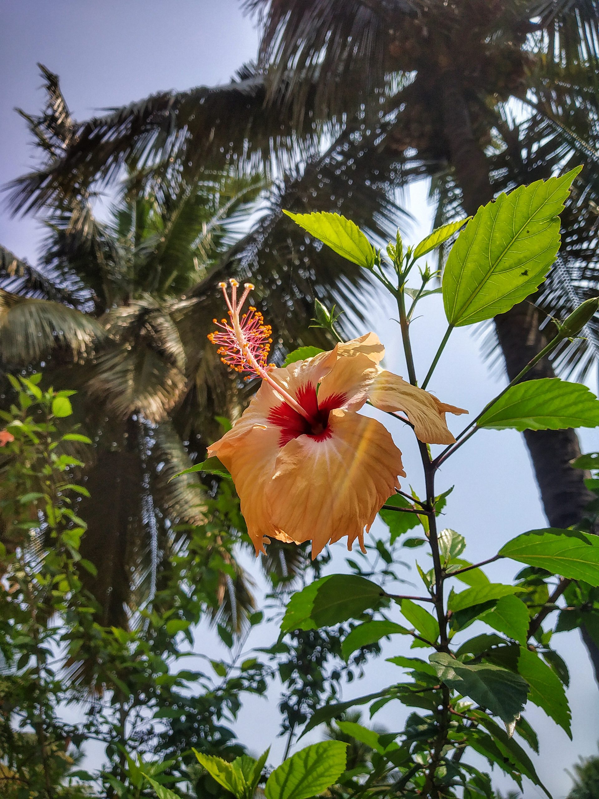 A hibiscus flower plant