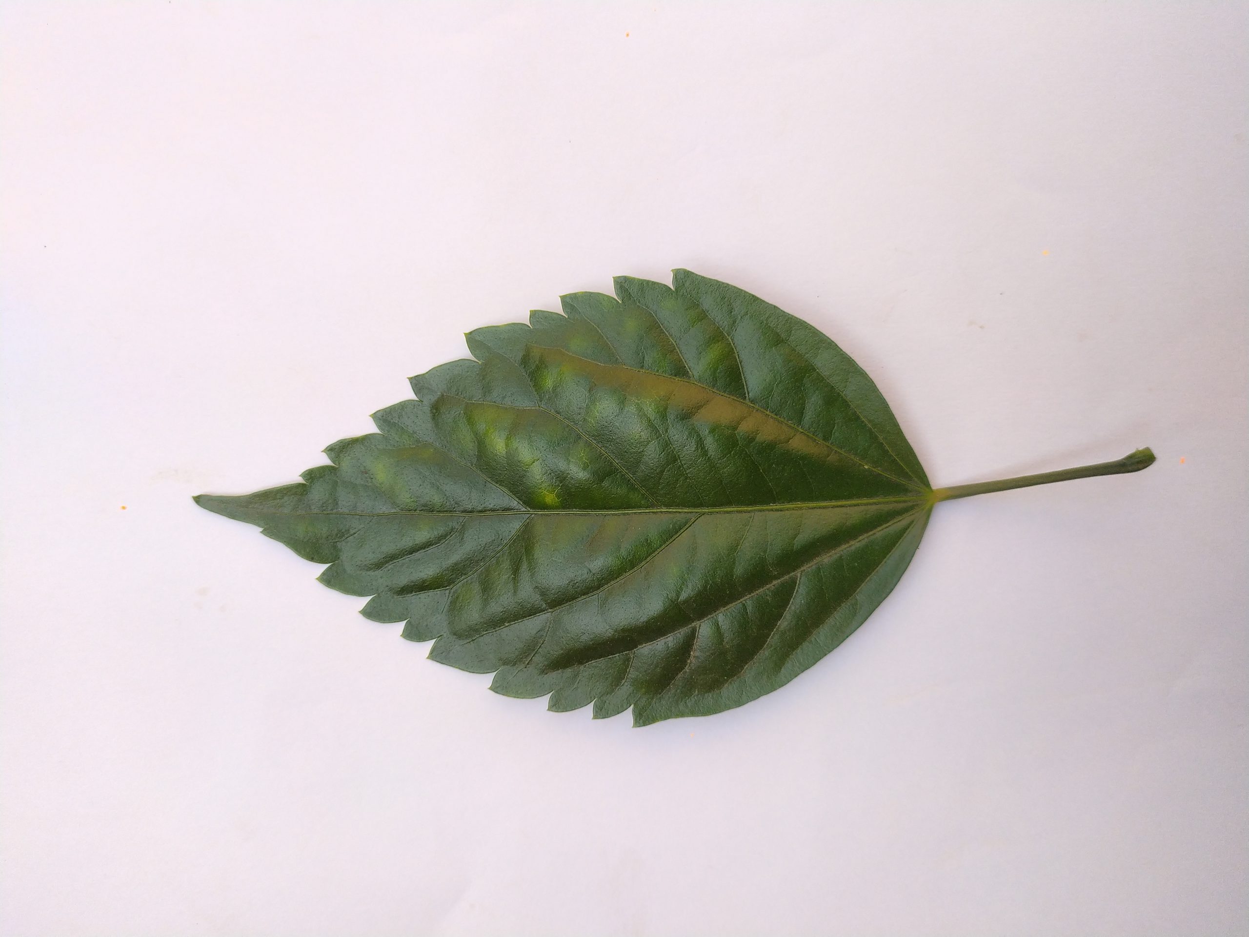 A hibiscus leaf