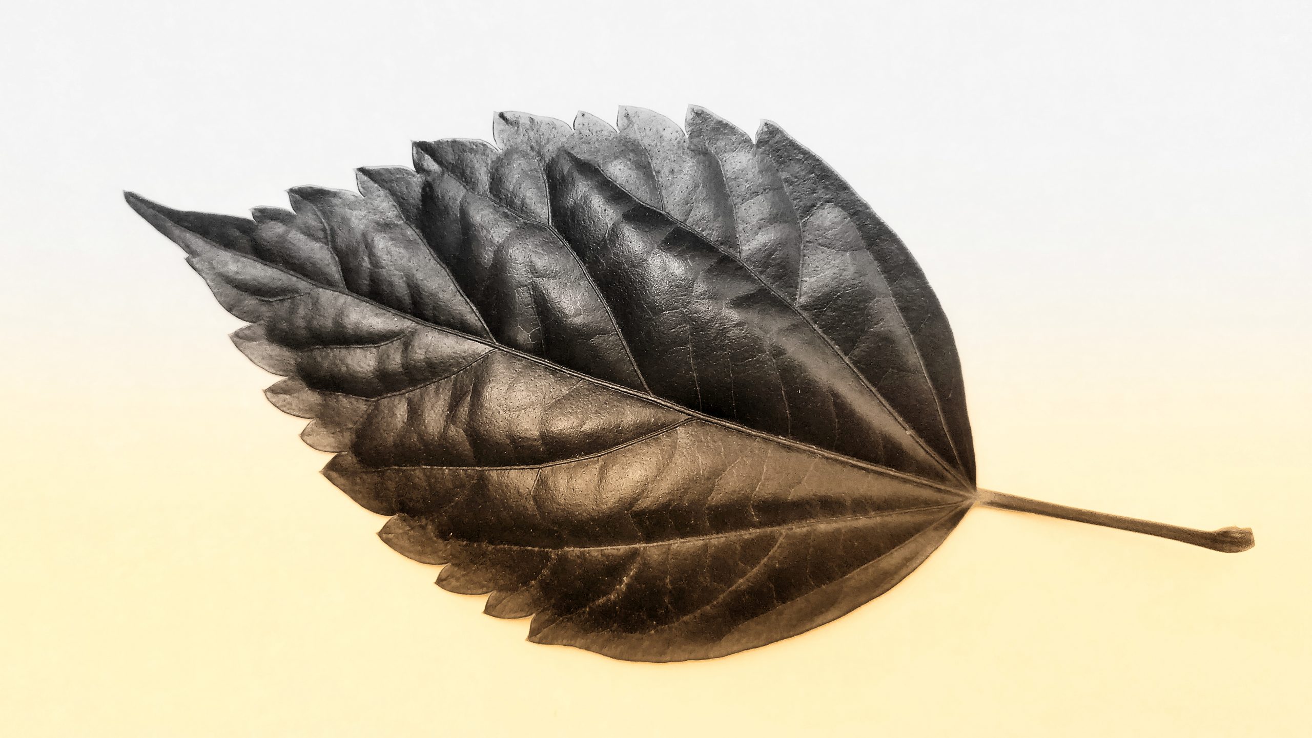 Leaf