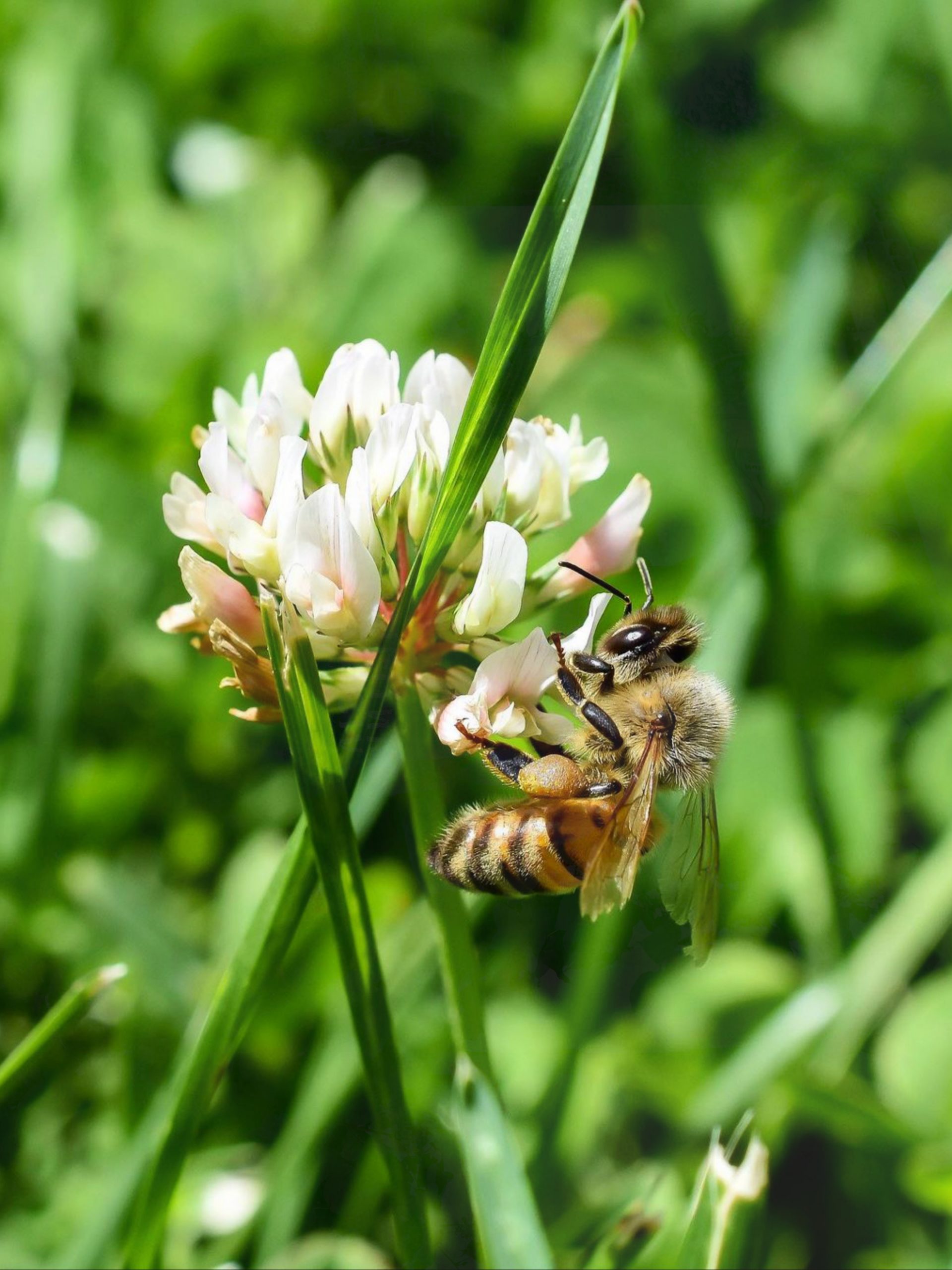 A honeybee on a flower