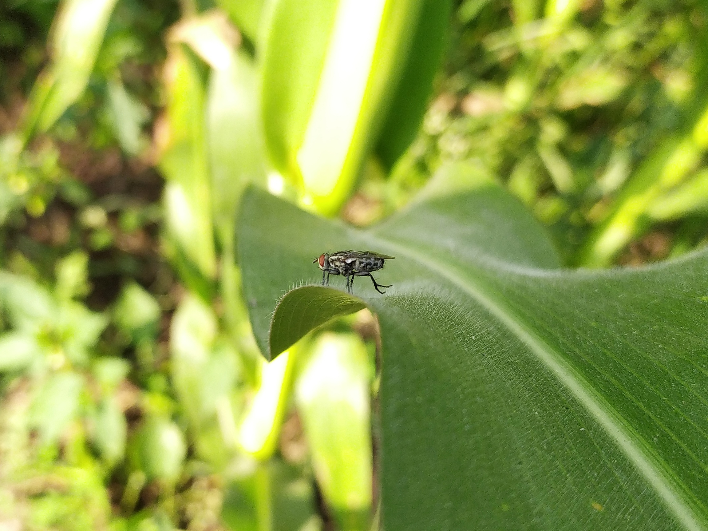 A housefly on a leaf