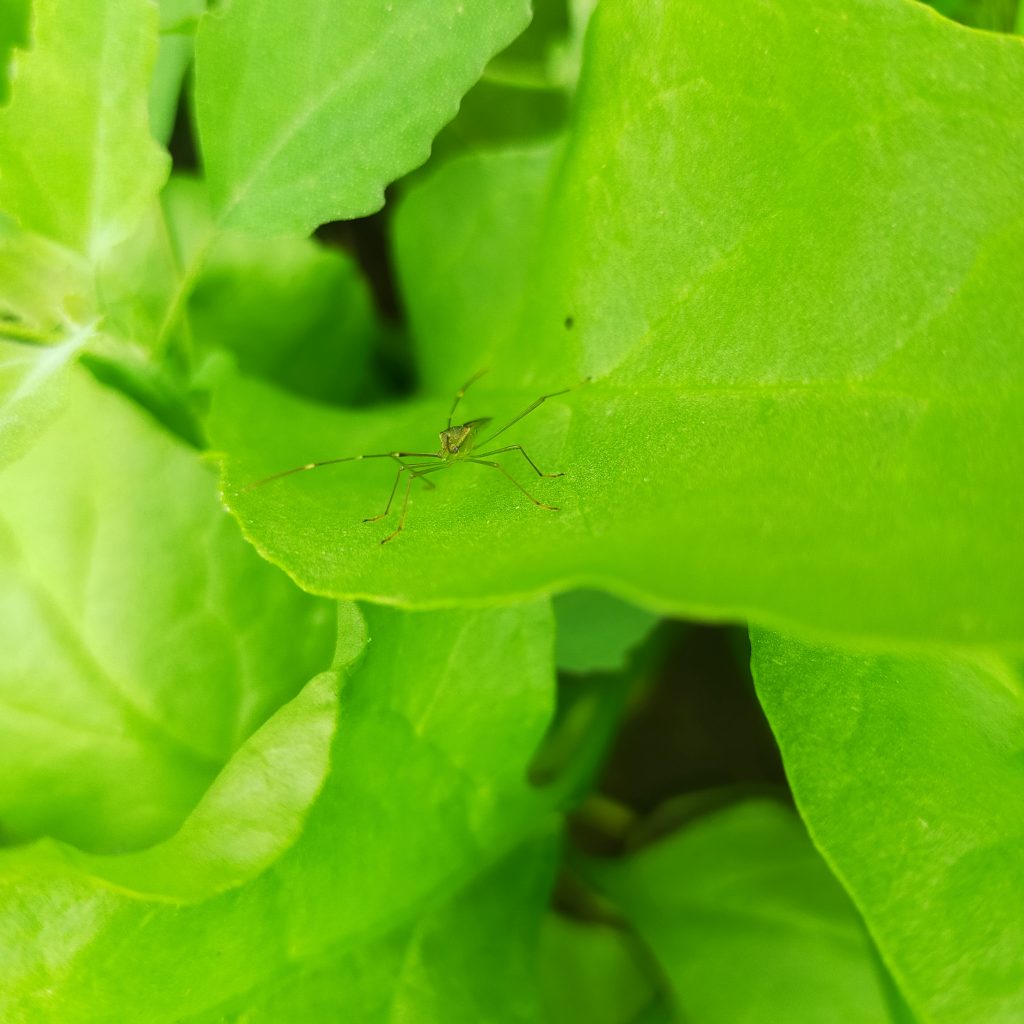 a-insect-on-a-leaf-pixahive