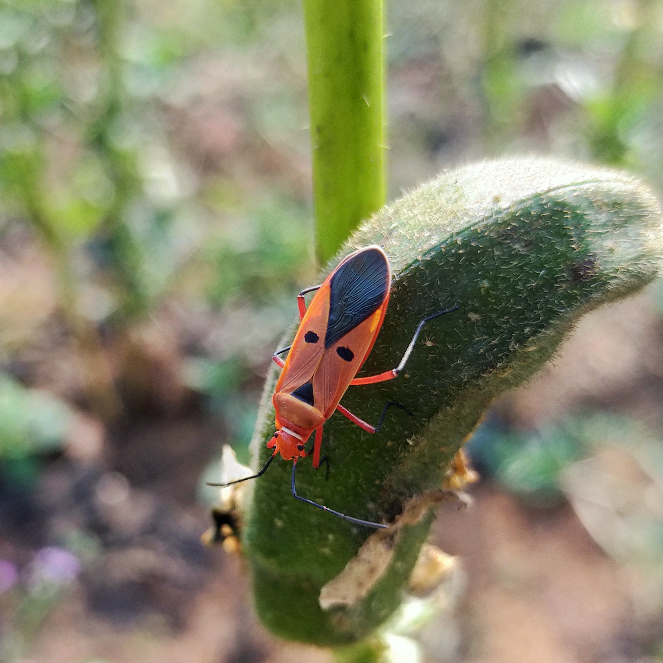 A cotton bug on a ladyfinger