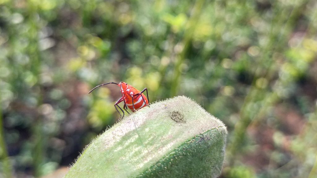 A Cotton Bug - Free Image By Zoologist Diz On Pixahive.com