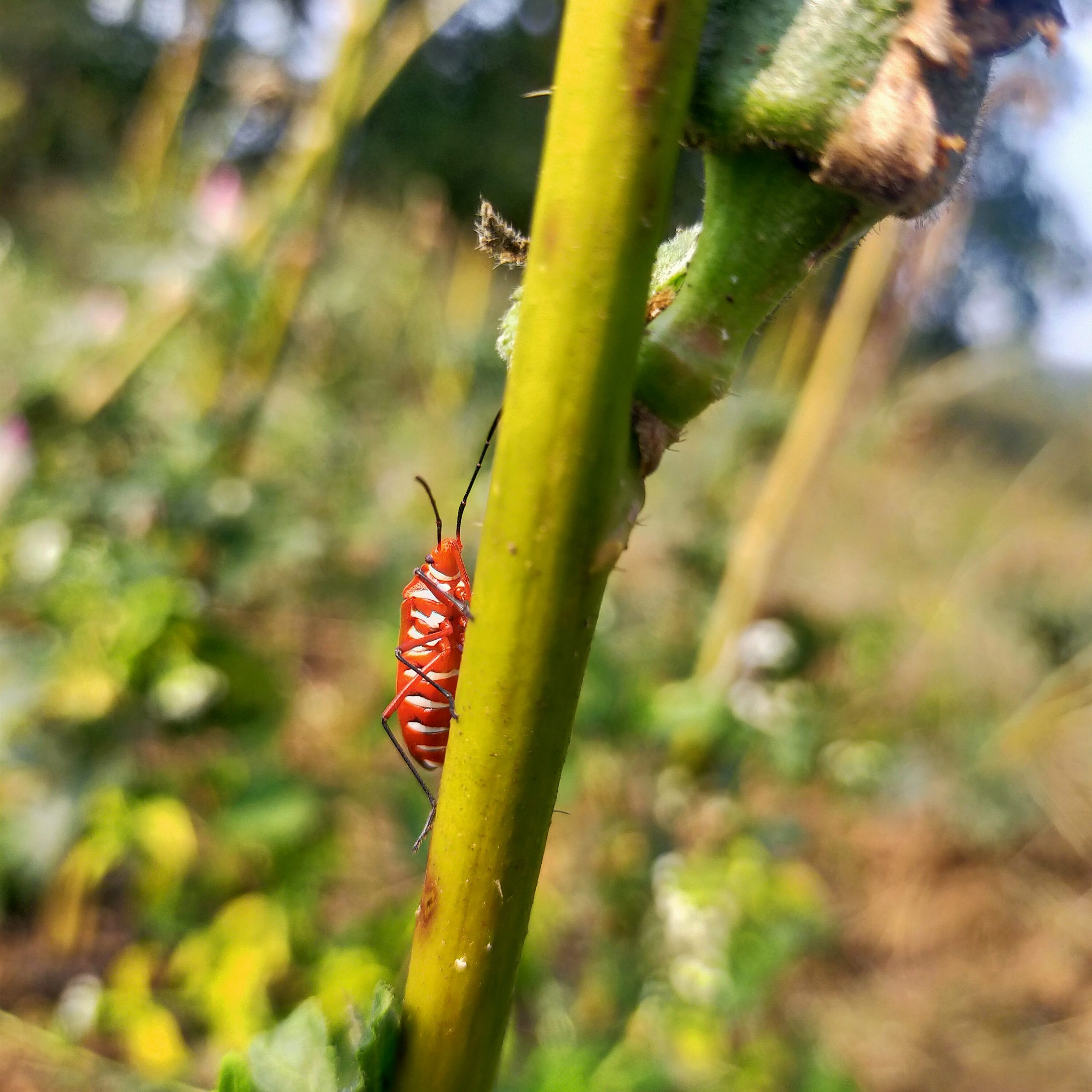 A insect on plant stem