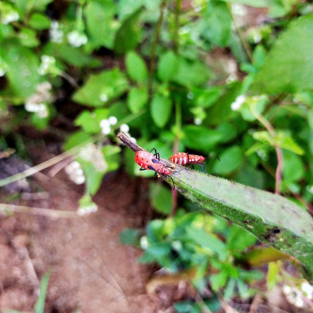 A insect on vegetable plant - PixaHive