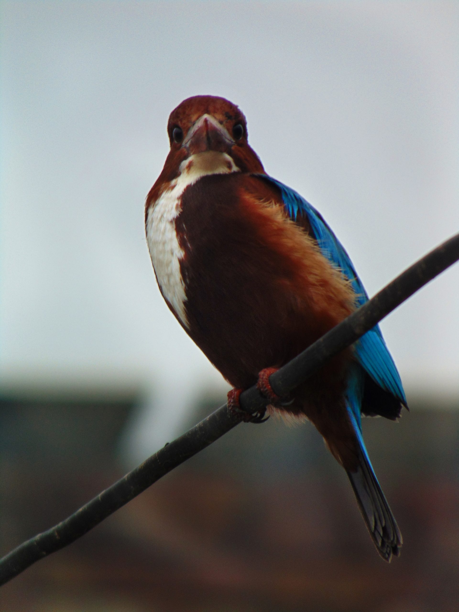 A kingfisher bird