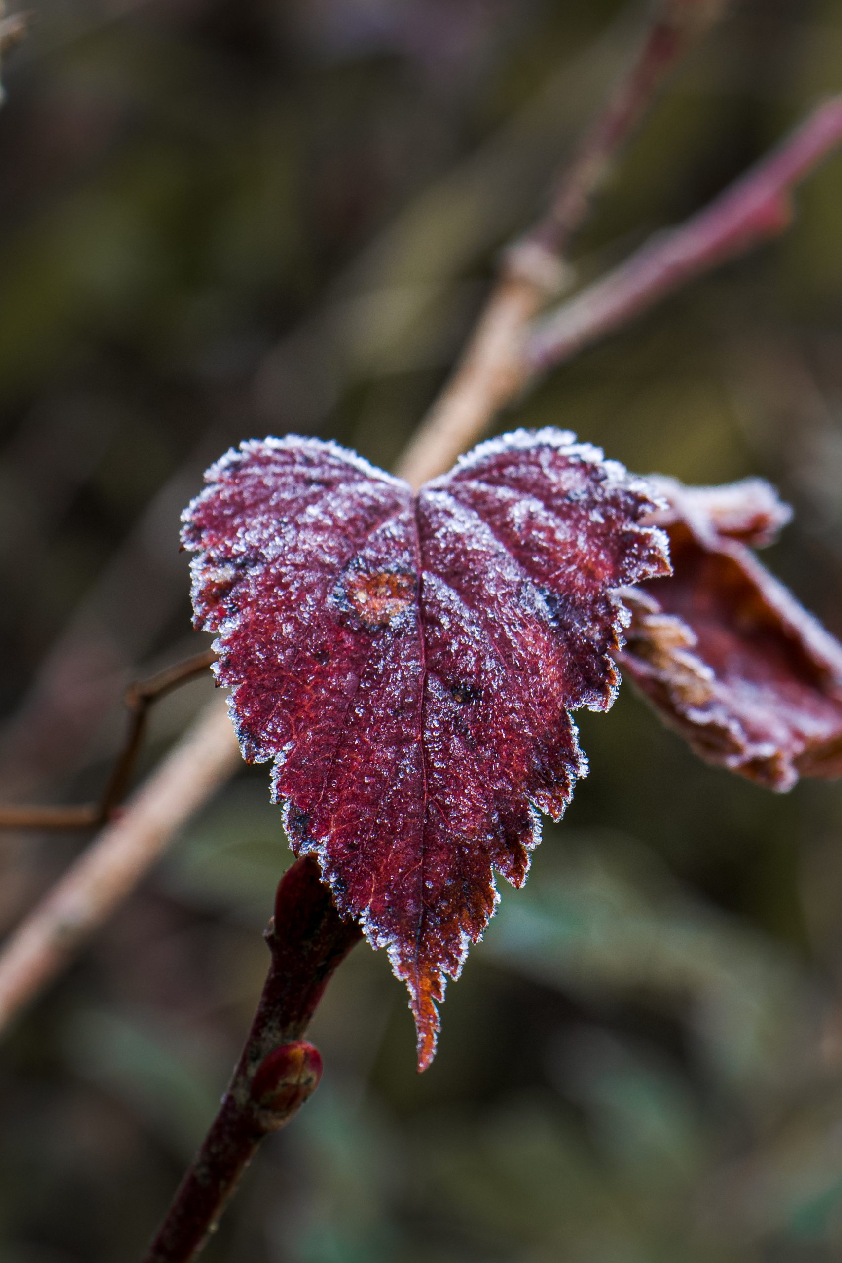 A leaf of a plant