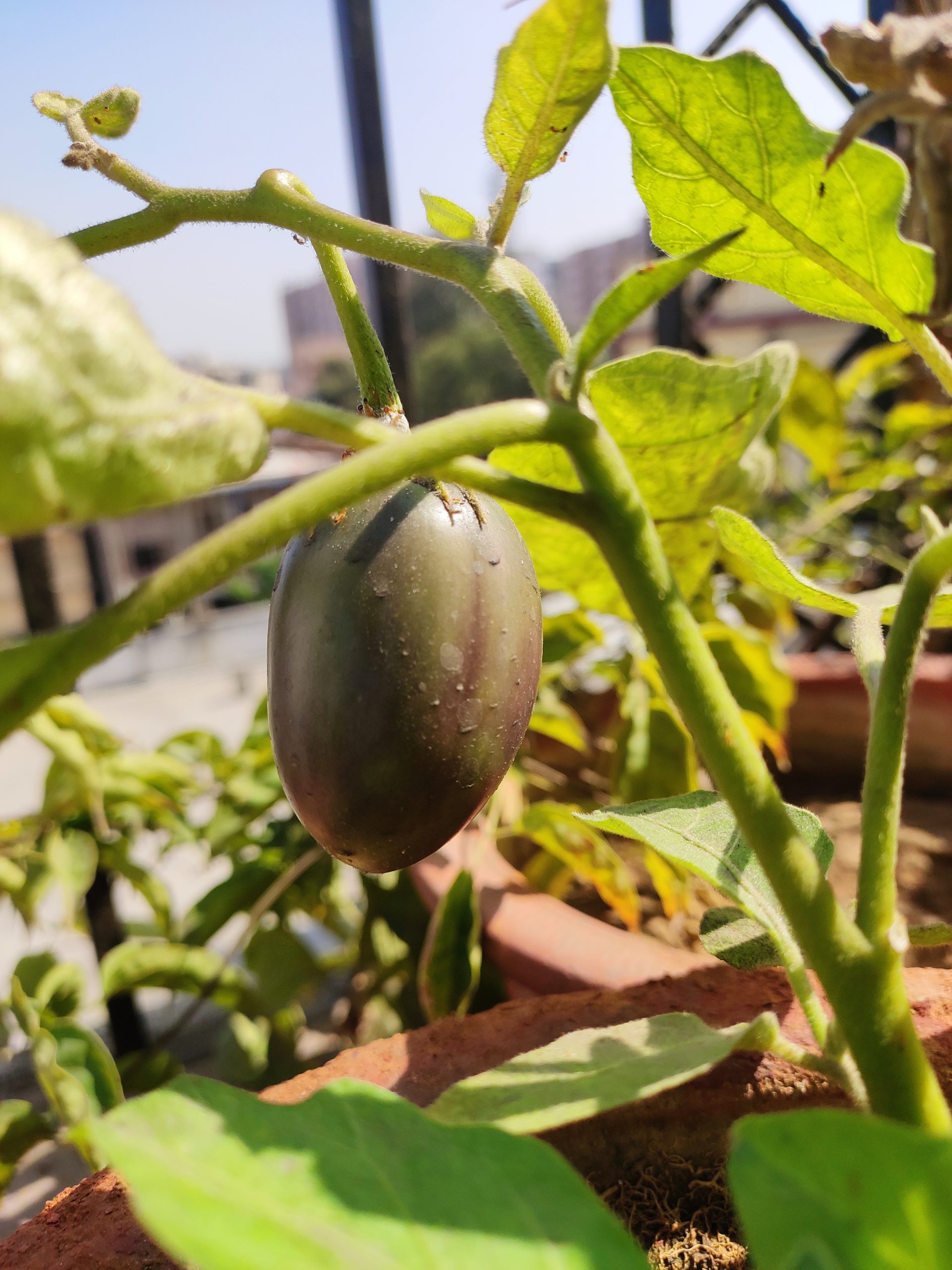 A little brinjal on plant