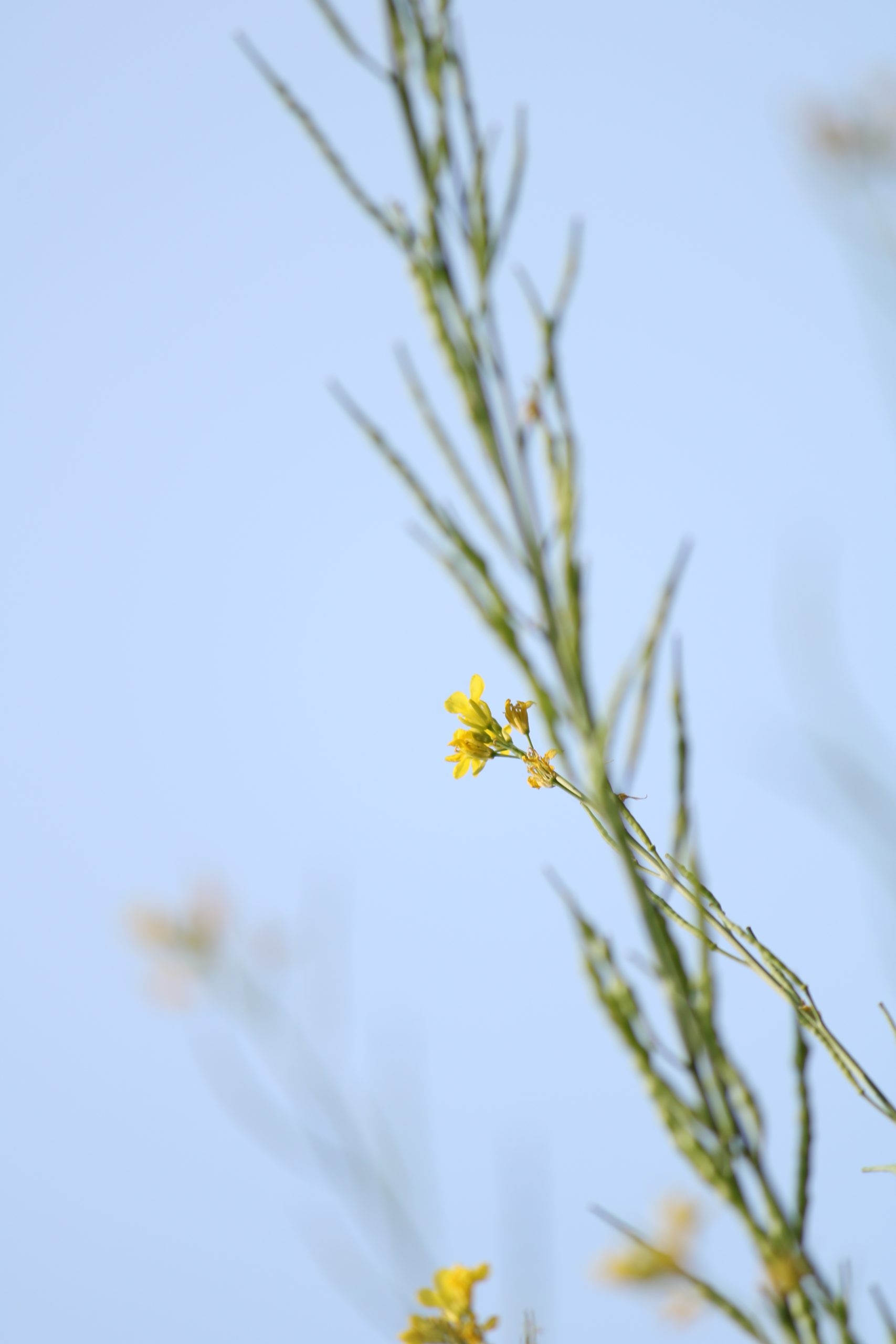 A mustard plant