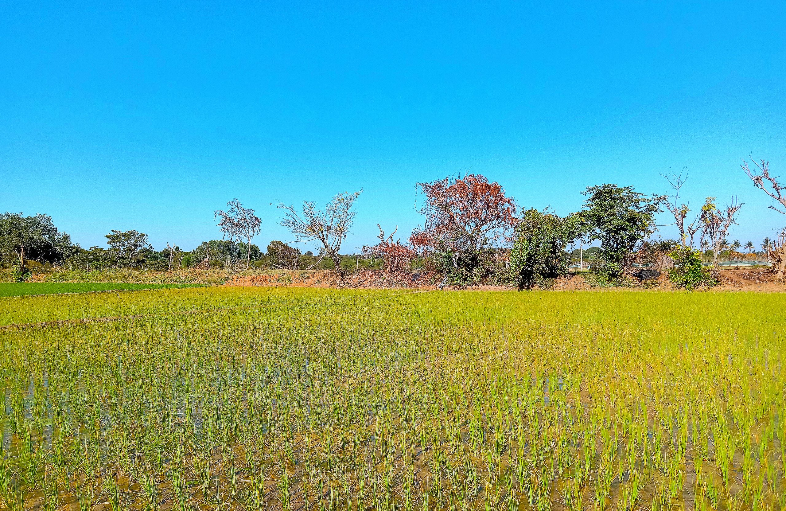 A paddy field
