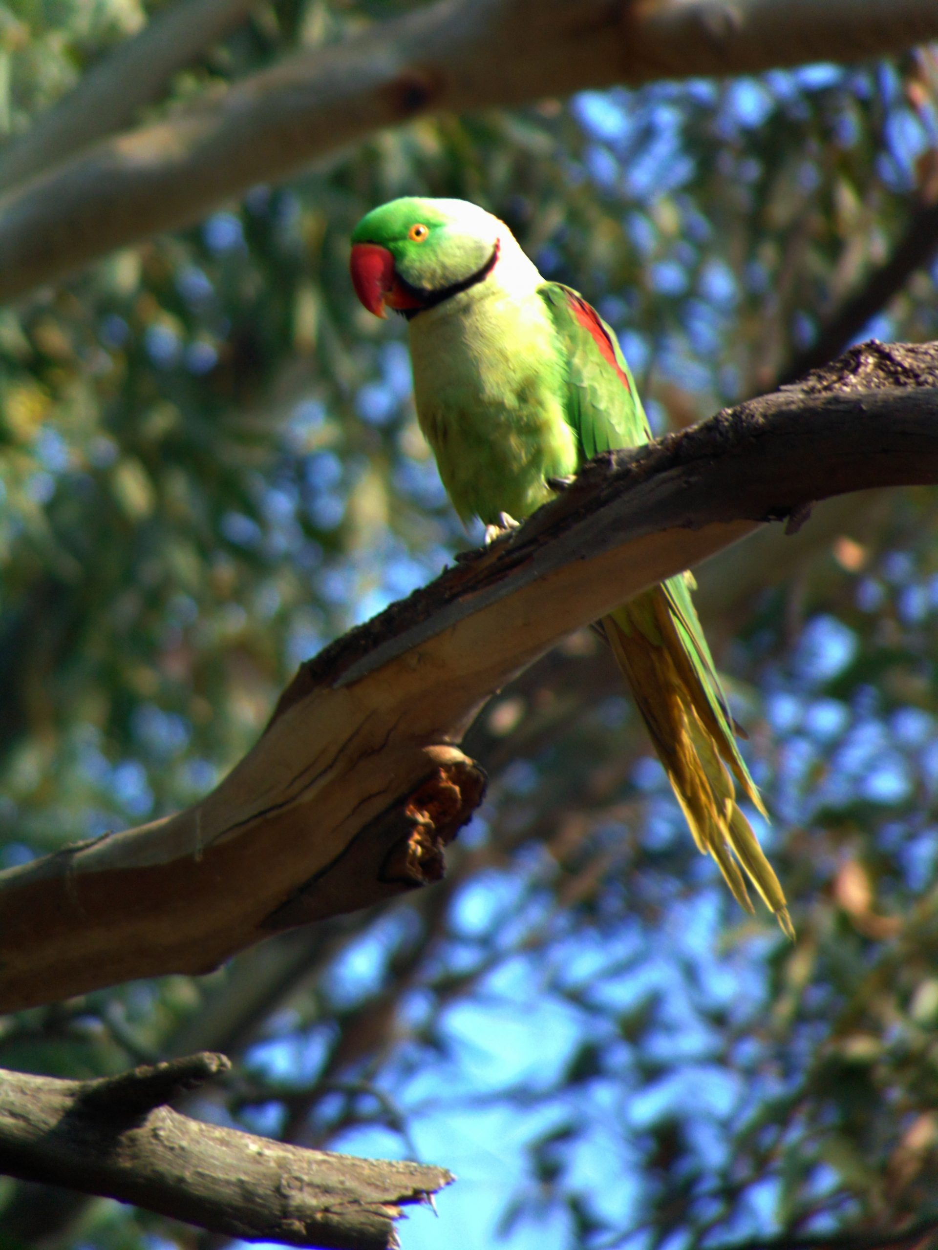 A parrot on a branch