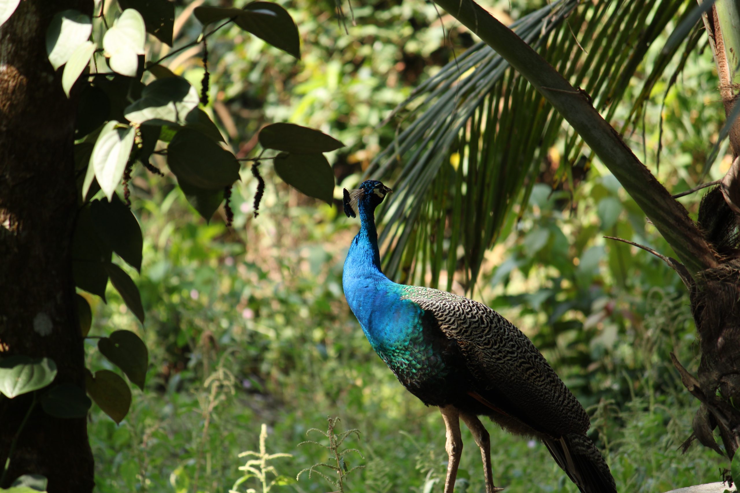 A peacock sitting in the forest