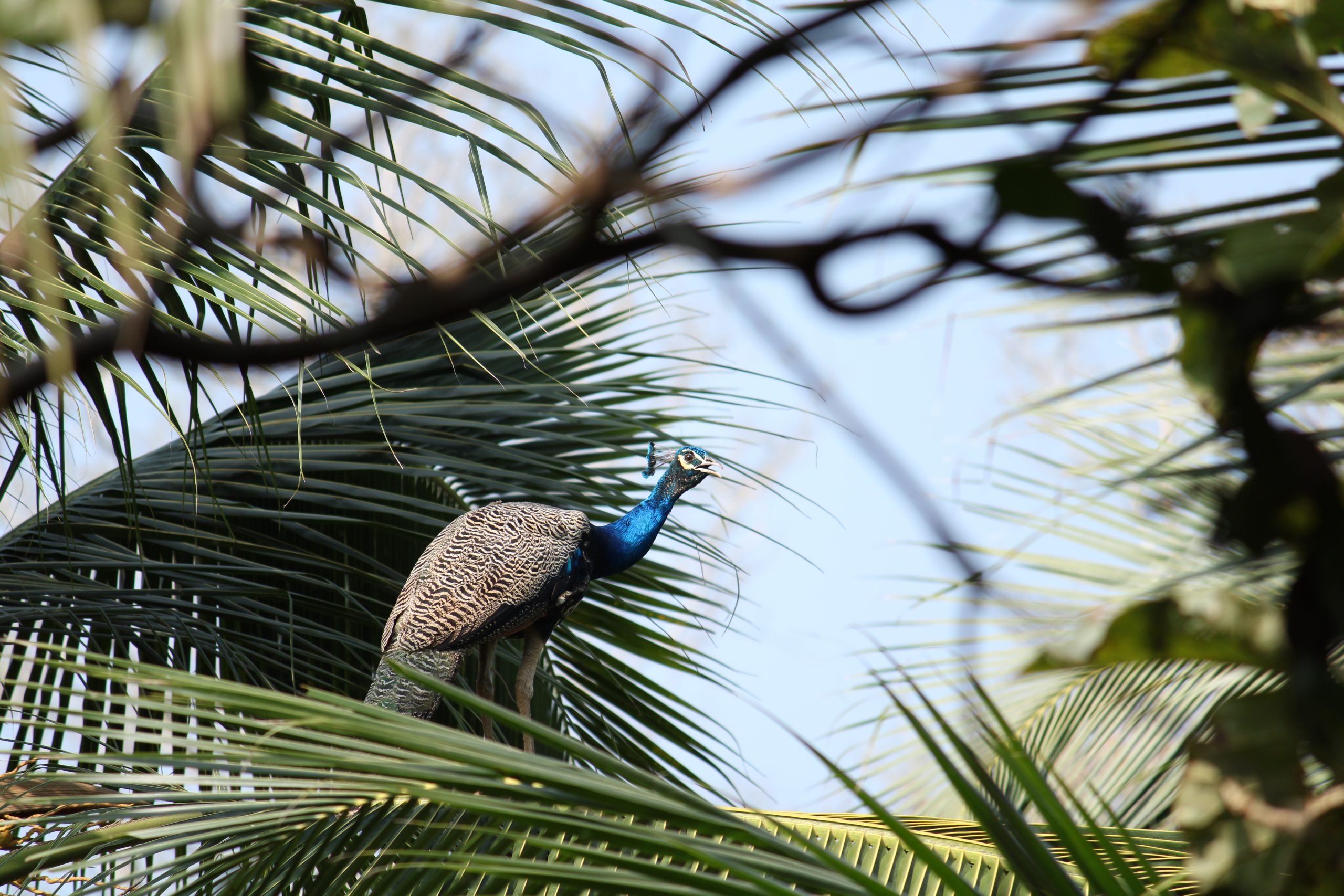 A peacock sitting on a tree.