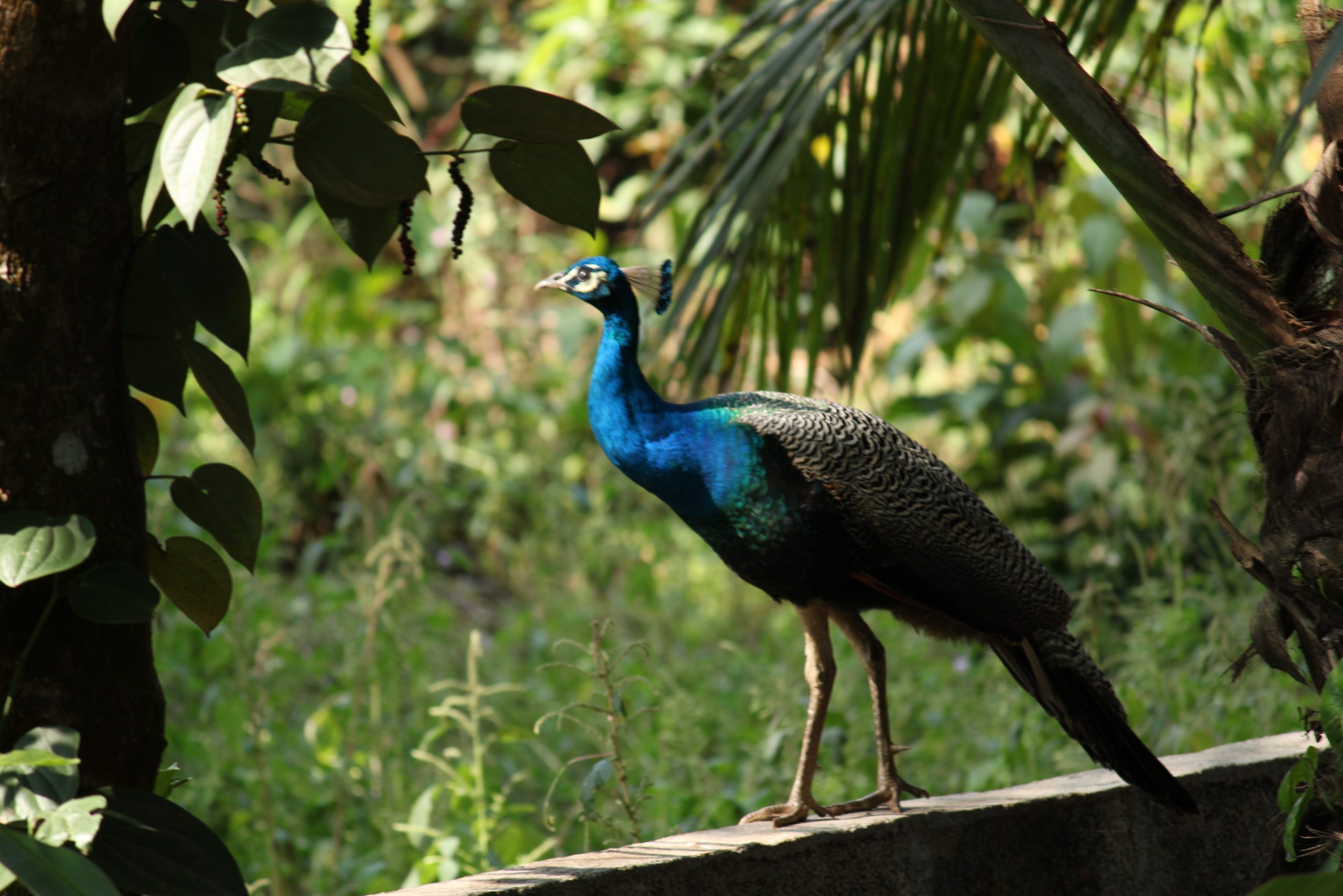 A peacock sitting on wall in forest