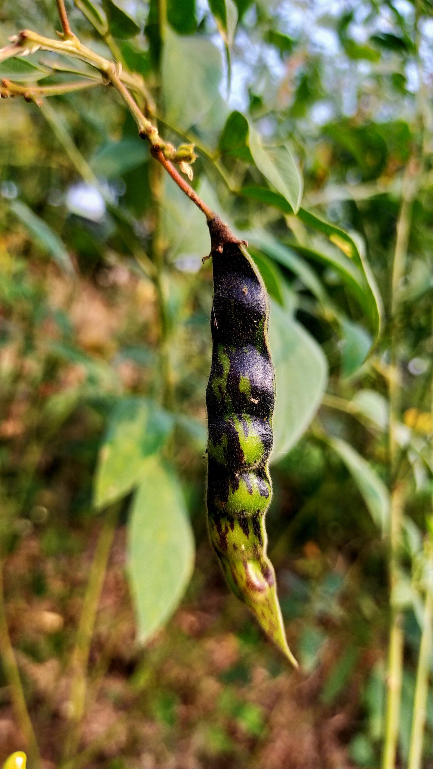 A peas plant