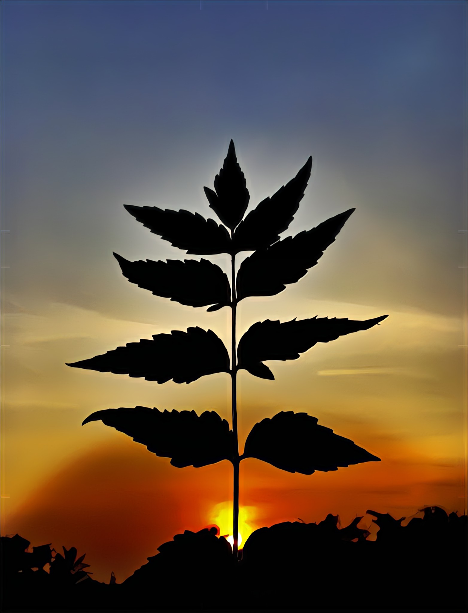 A plant during sunset