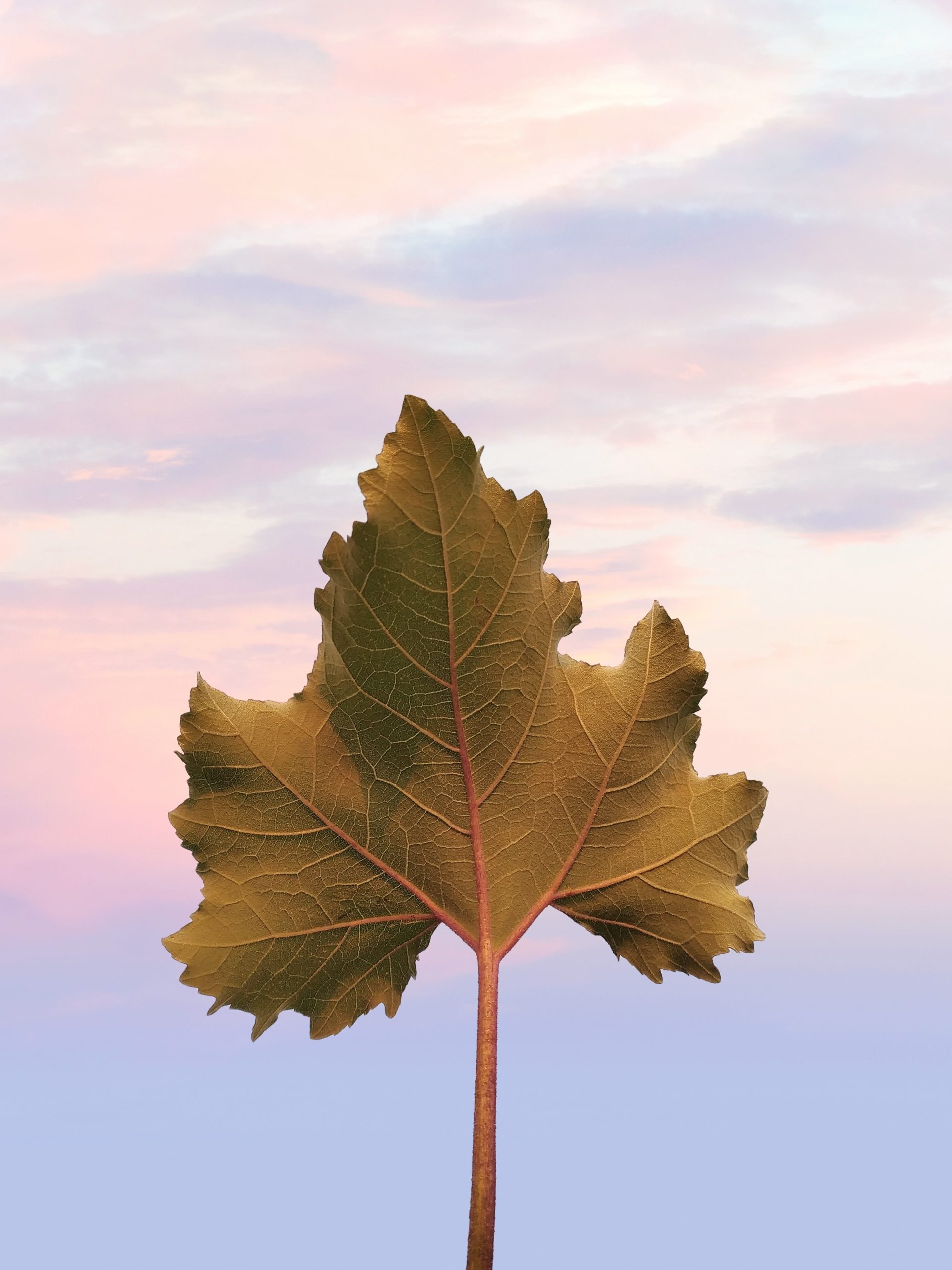 A plant leaf against the sky