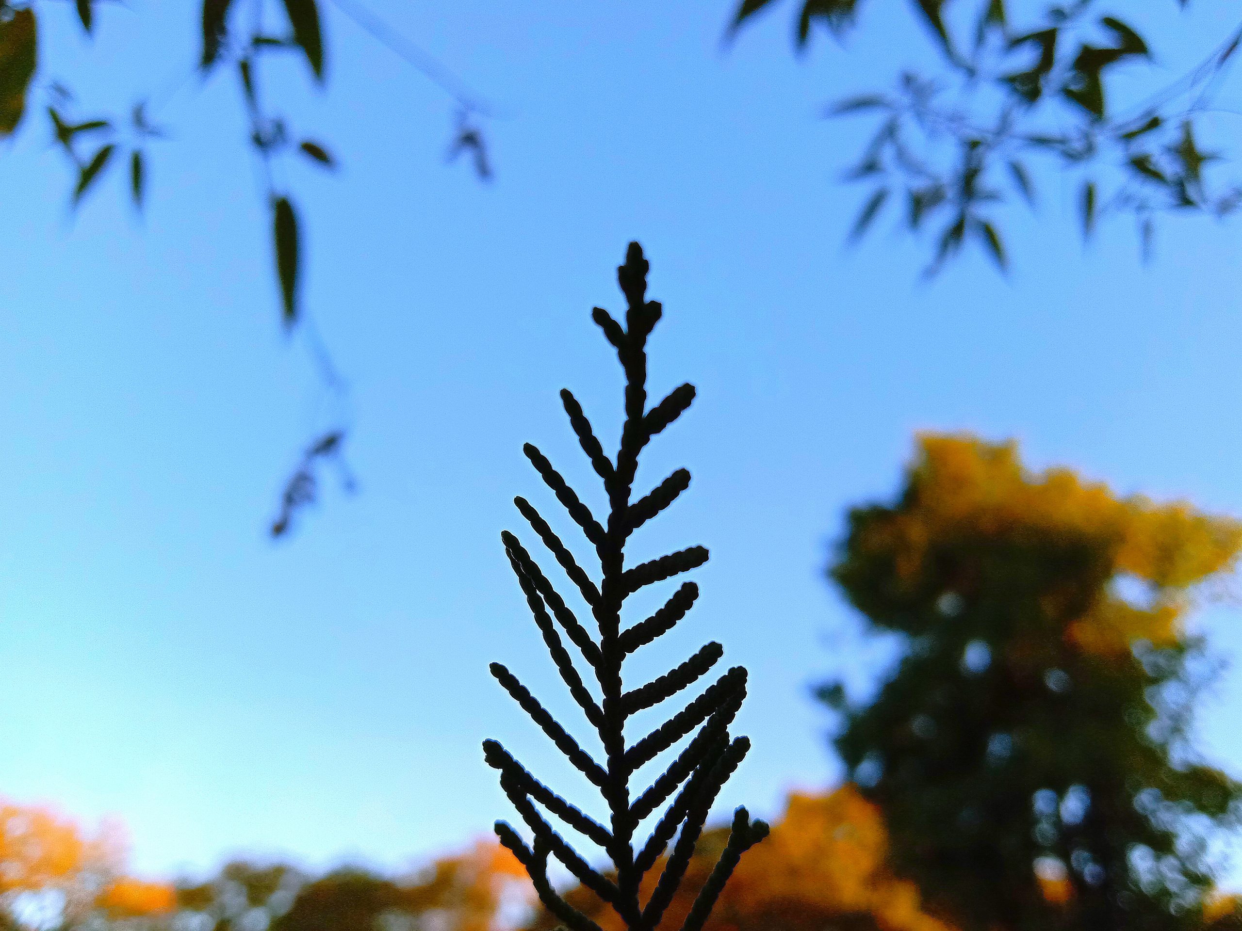 A plant leaf against the sky