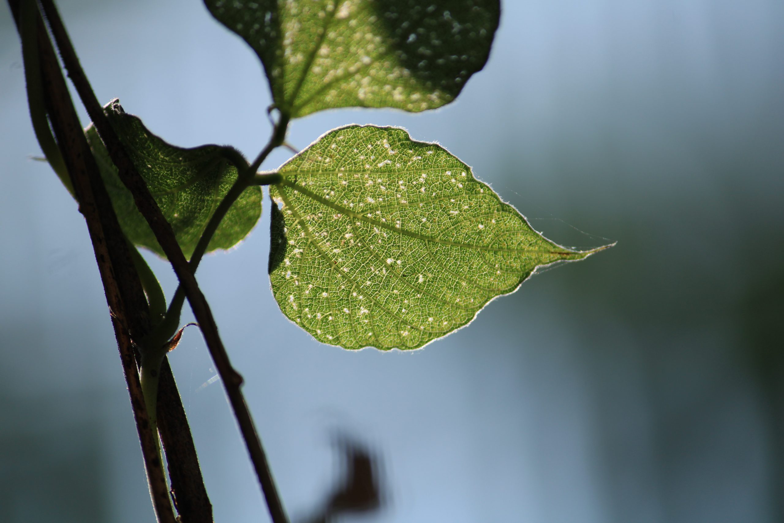 Leaf