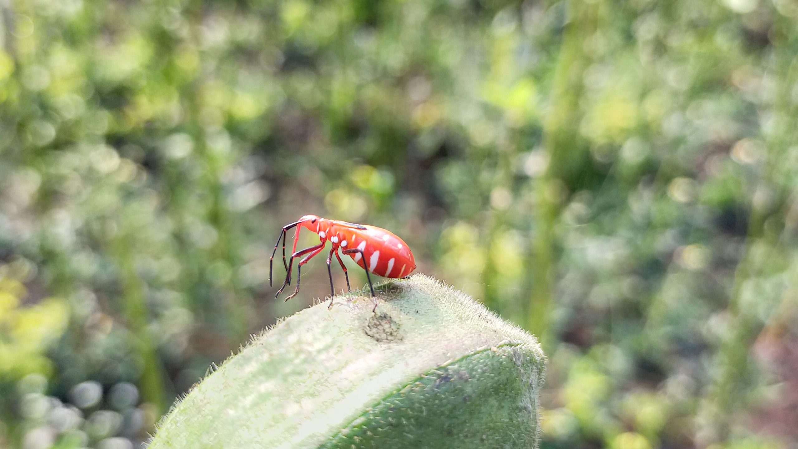 A red cotton bug