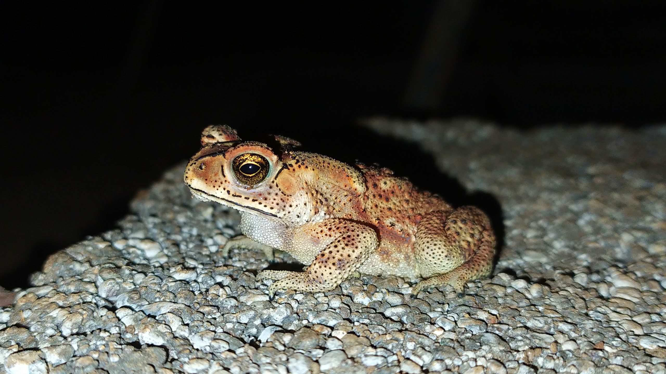 River frog sitting on rock