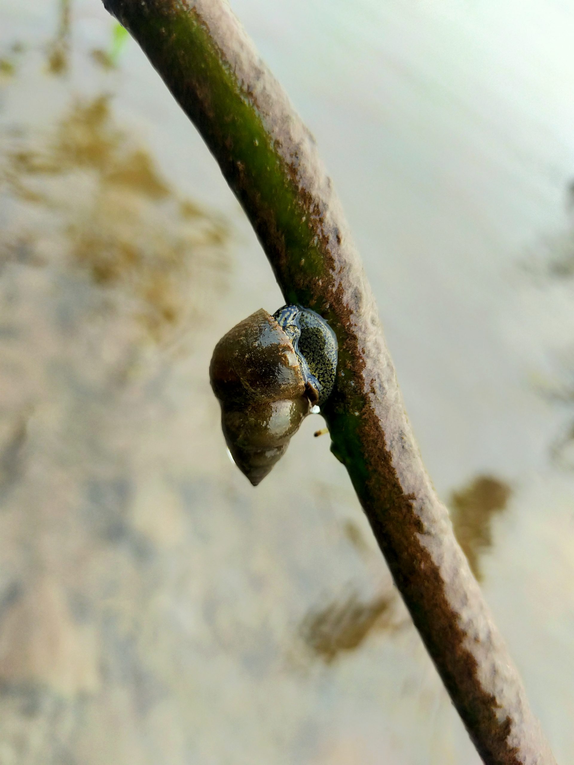 A shell on branch